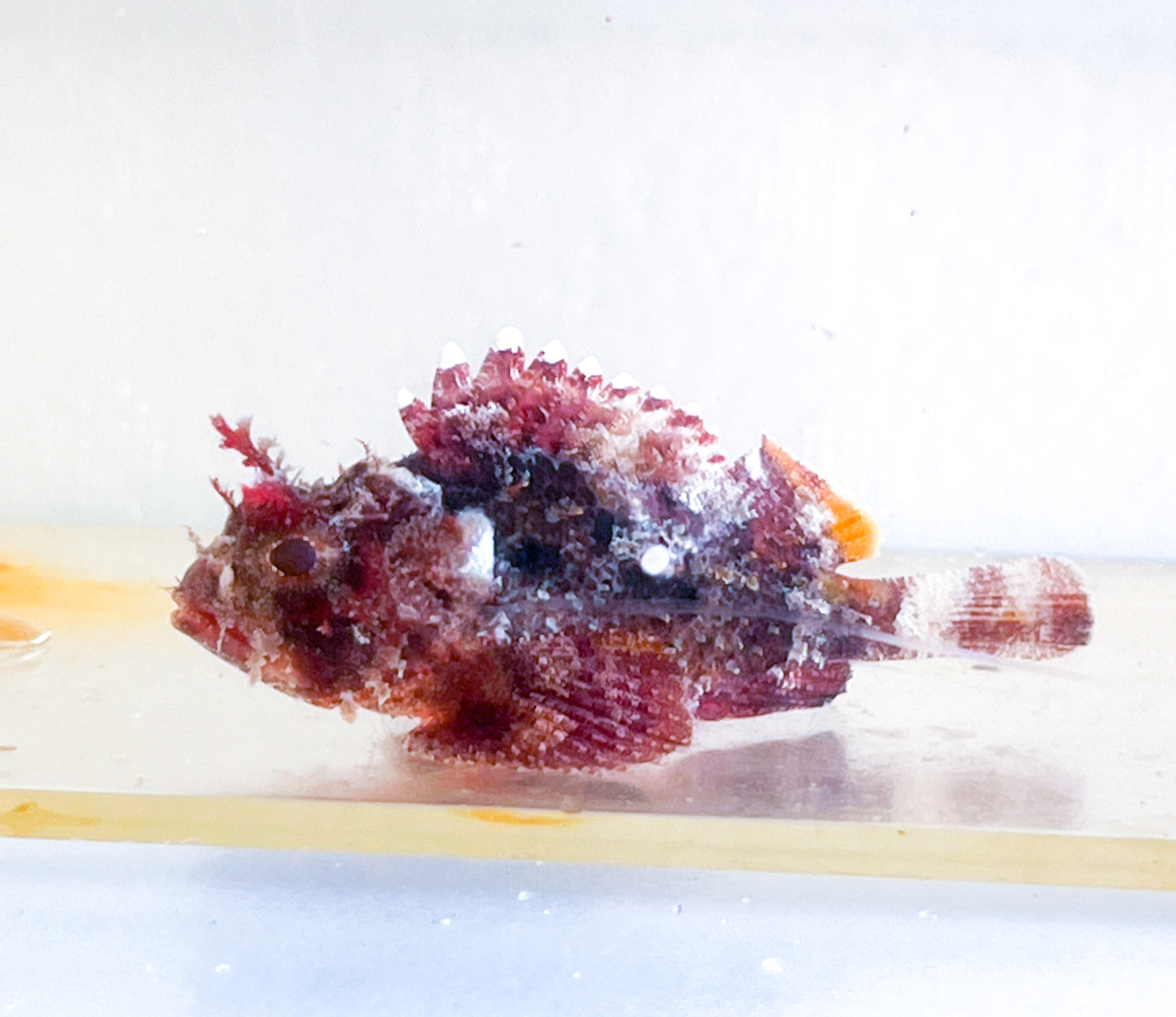 Scorpion Fish for sale.