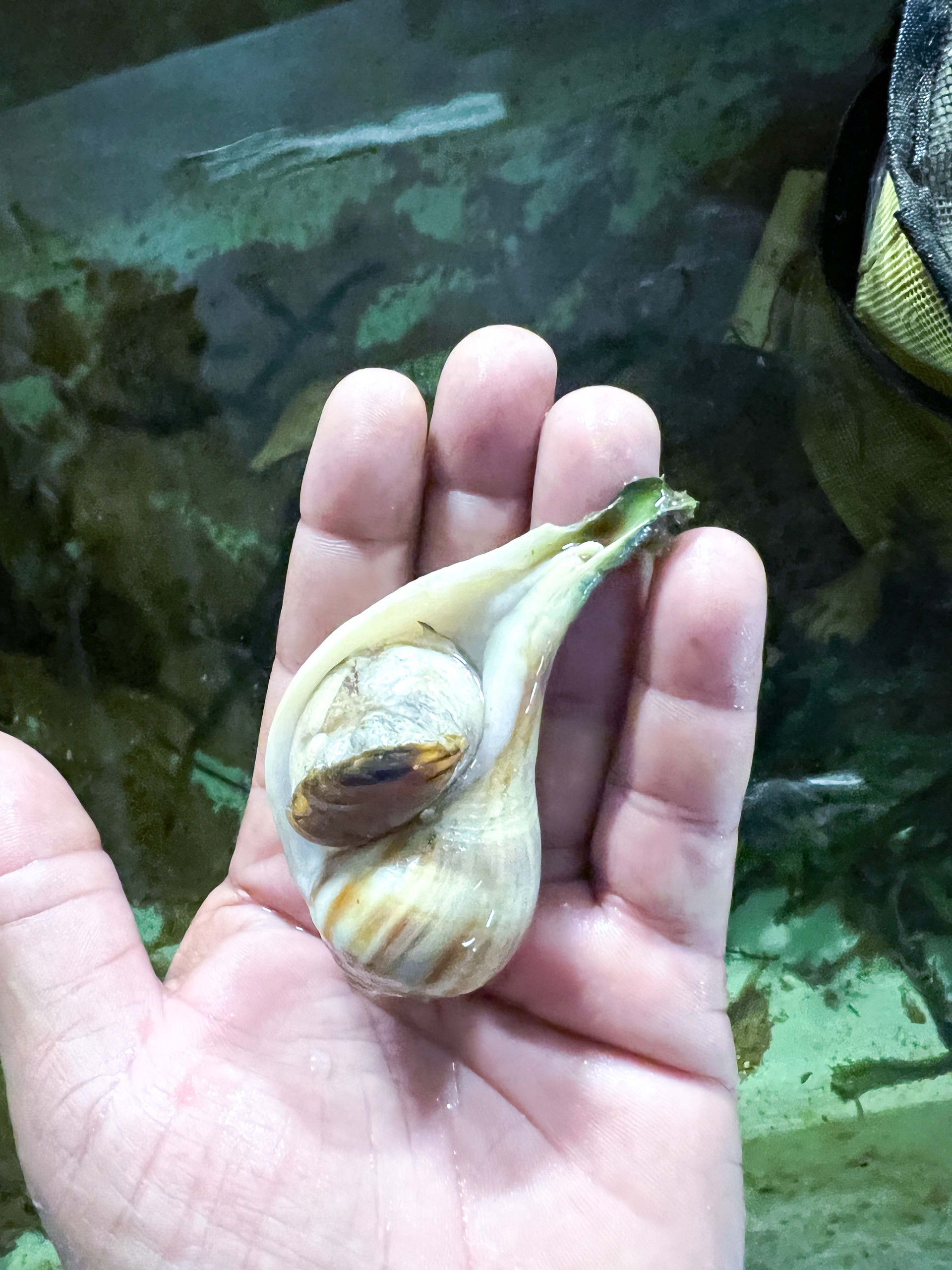 Live Saltwater Snail Pear Whelk