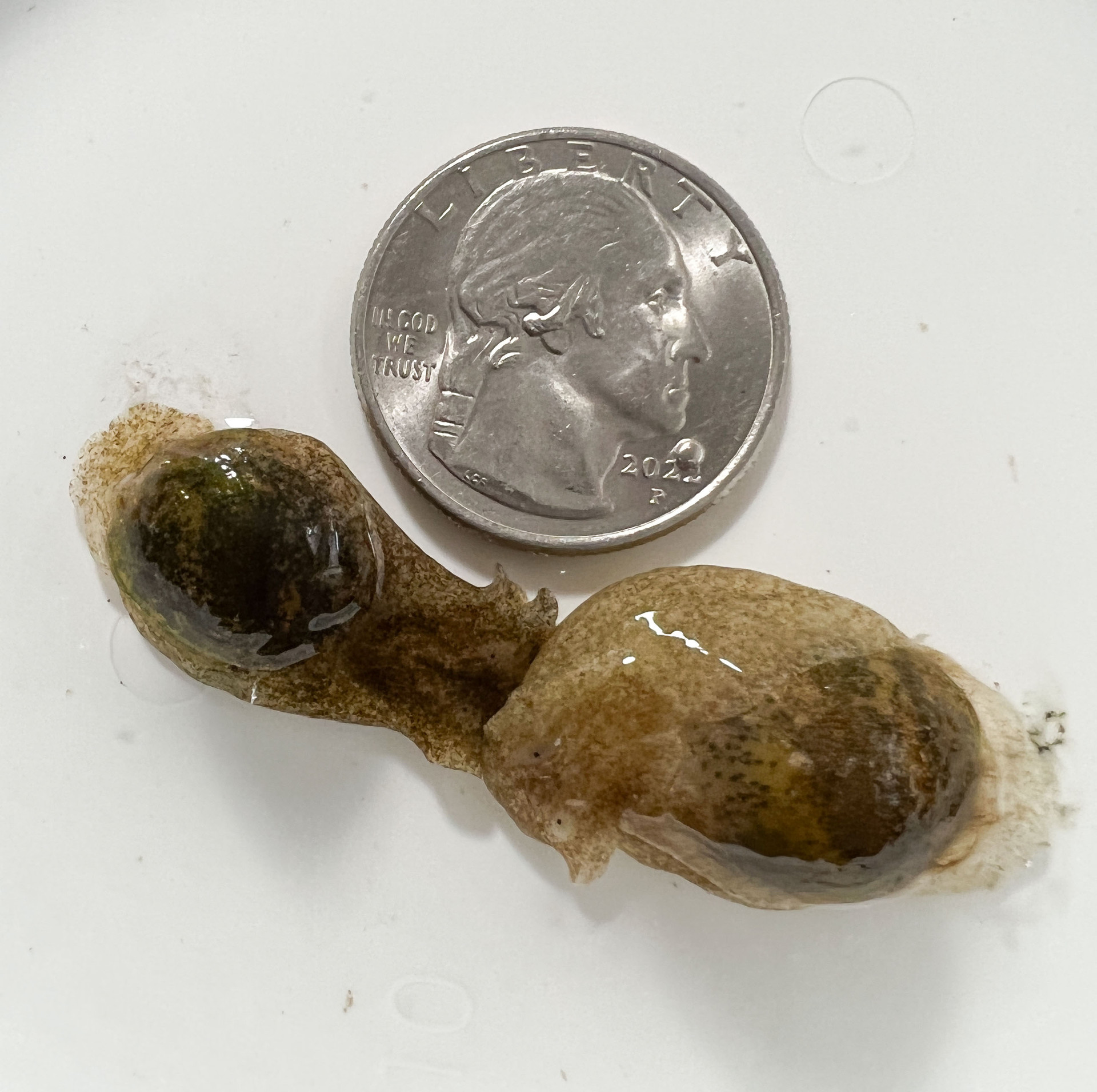 Rare Live Saltwater Snails for Sale.