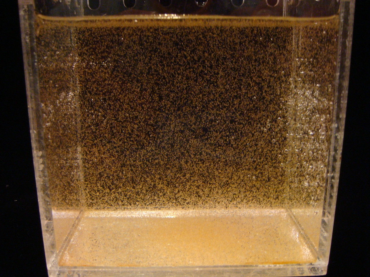 Live Baby Brine Shrimp for Sale Buy Baby Brine Shrimp Artemia Nauplii