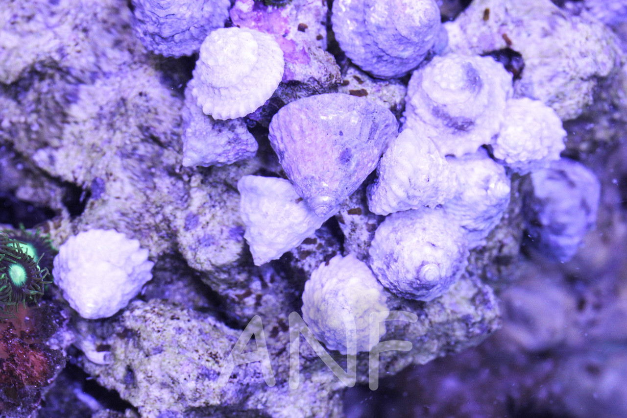 Clean up Crew for Sale Saltwater Snails and Clean up Crews