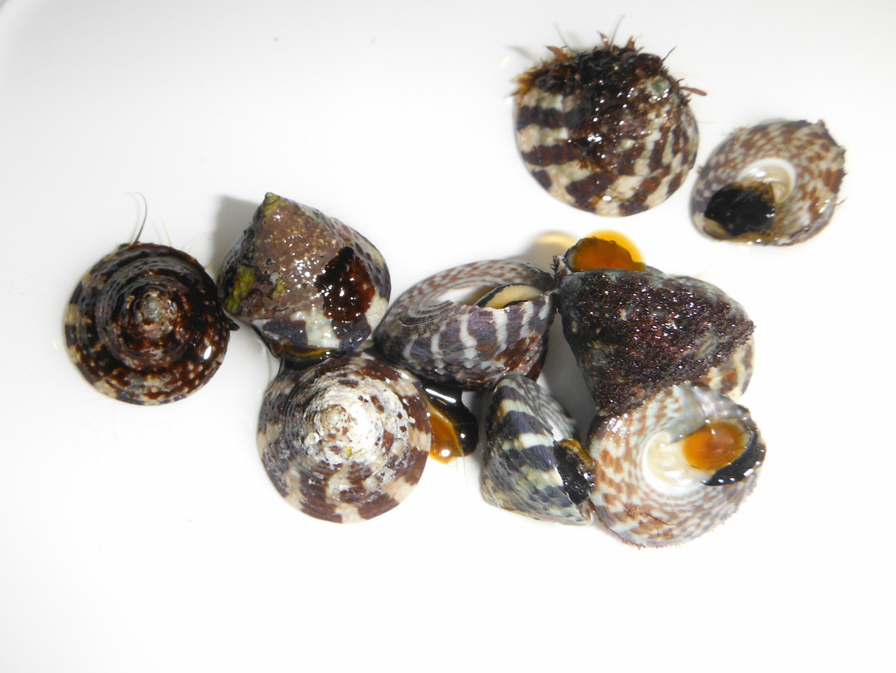 Buy Trochus Red Banded Snails. Free Shipping when you buy Trochus Snails.