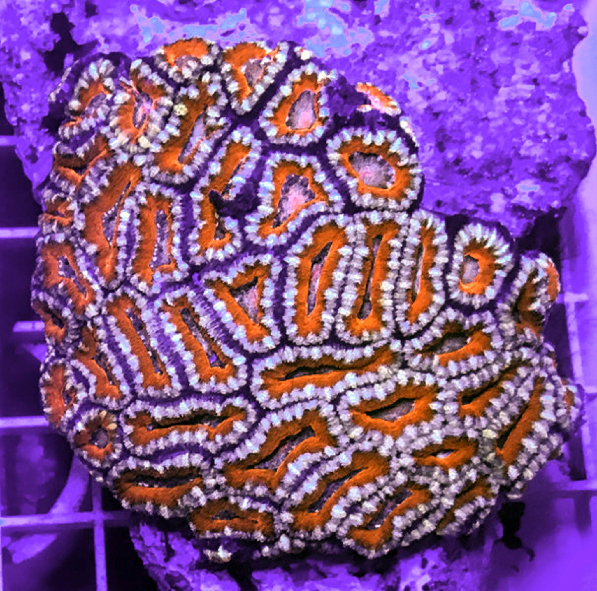 Acan Coral Colony Lrg Acanthastrea Red Blue 2 - RUSALTY