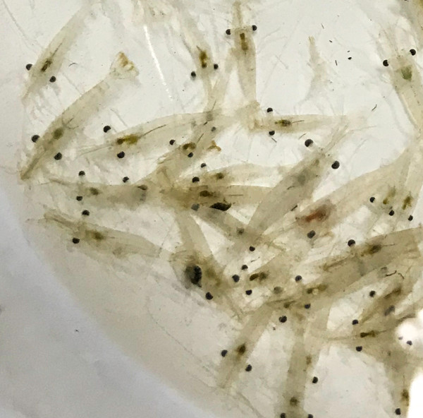 Feeder Shrimp Buy Grass Shrimp Saltwater Feeder Shrimp For Sale
