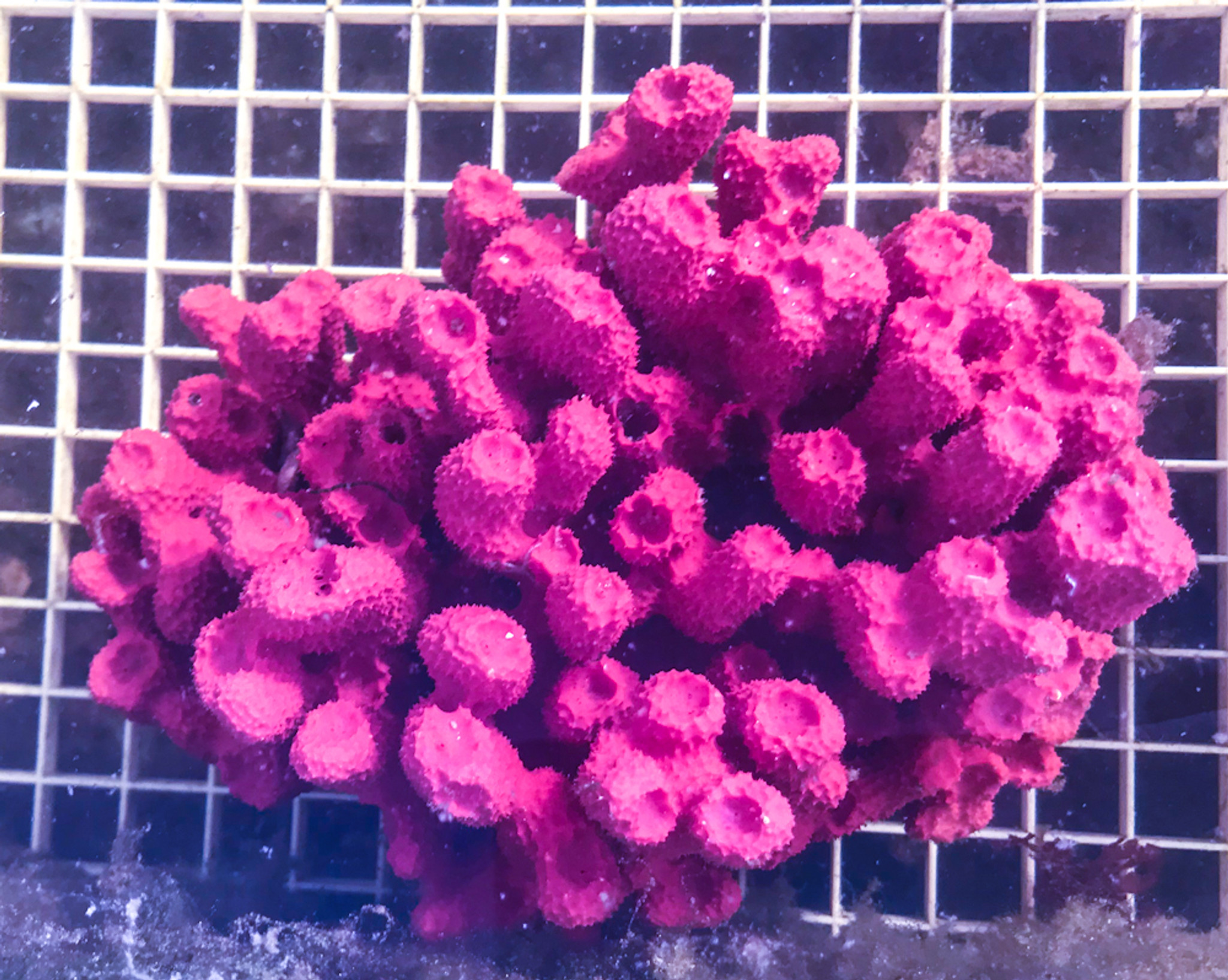 live sponges for sale