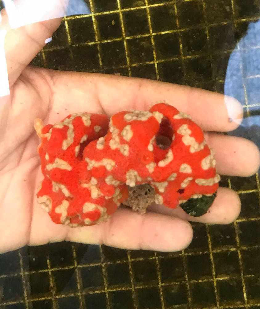 Superman Sponge for Sale. Live Sea sponges, of rare specimans