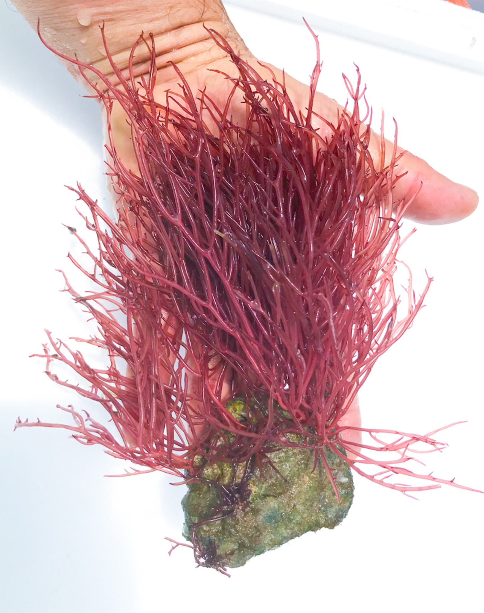 red algae plant