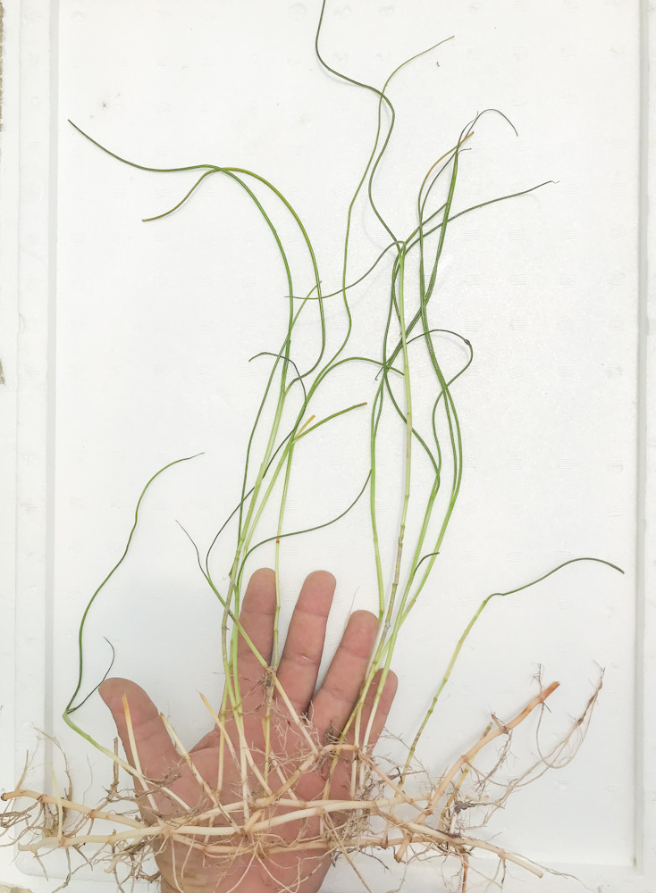 GRASS Silvy 　SaltWater Sea Grass for Sale | Saltwater Aquarium Grass | Sea Grass