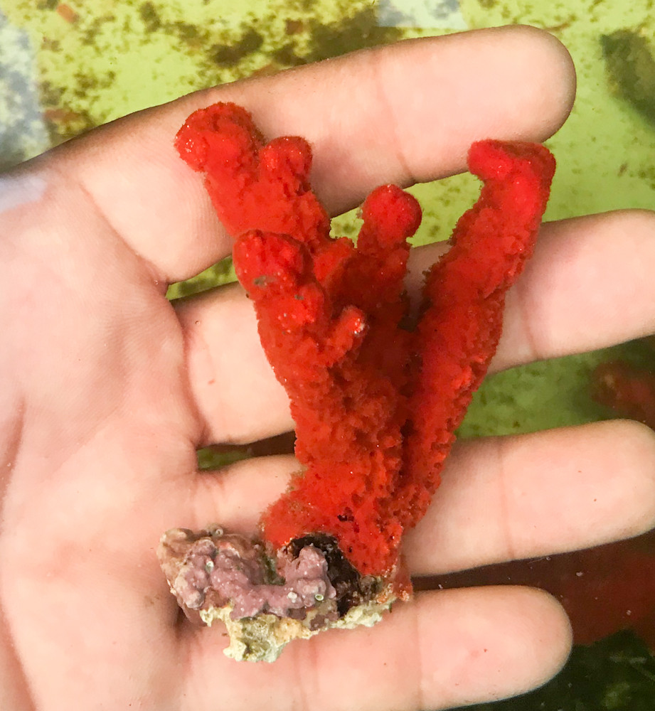 Velvet Red Sea Sponge. Live Sponges for Sale RUSALTY.