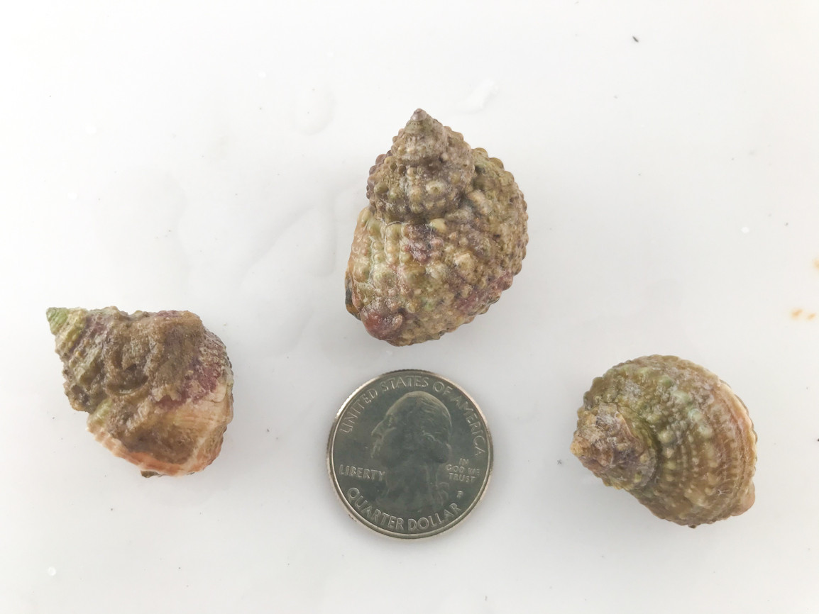 Chestnut Snails for Sale. Buy Chestnut Snails for Reef Tanks.