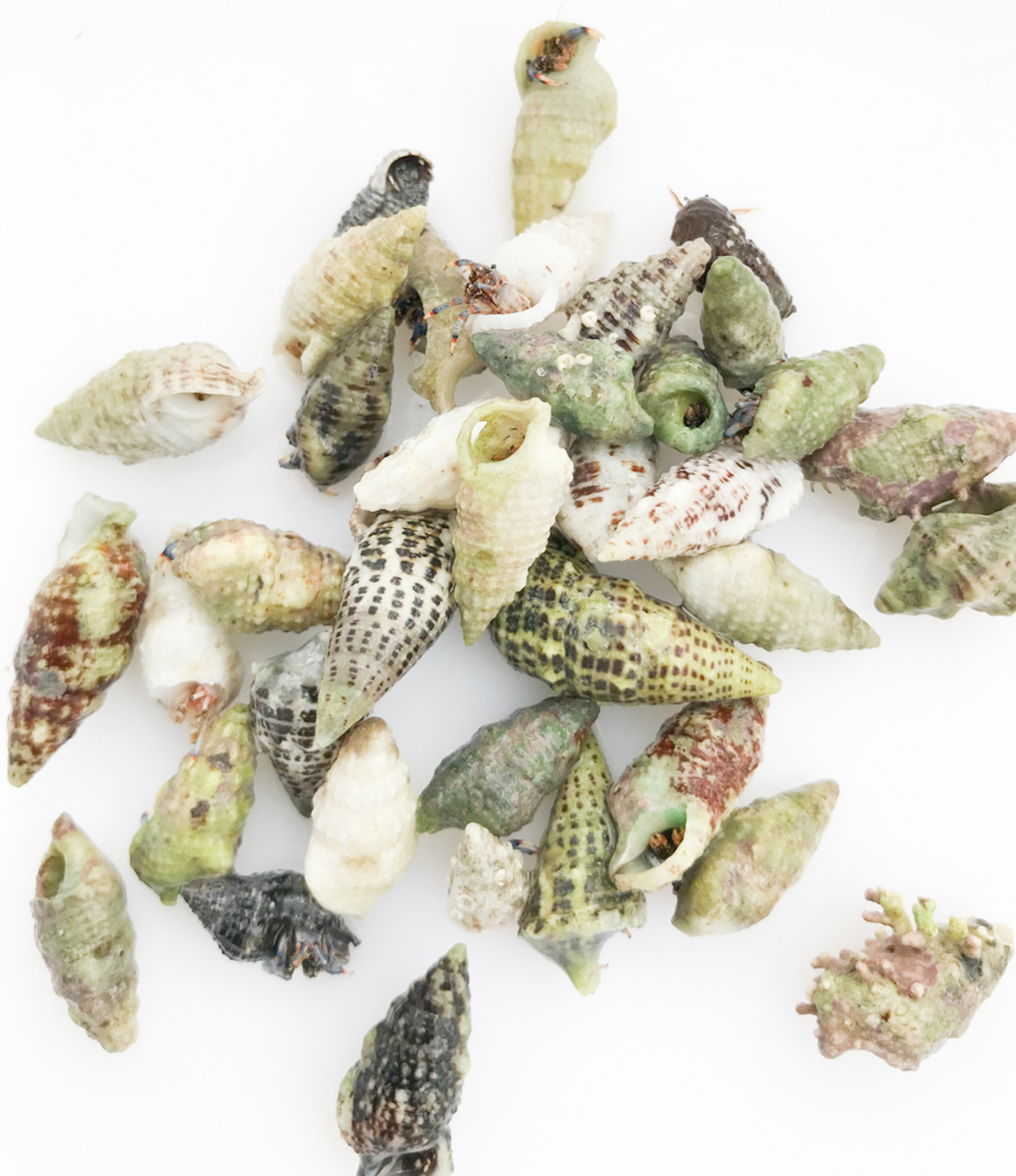 White Shell Blue Leg Hermit Crabs. Large Blue Legs for Sale.