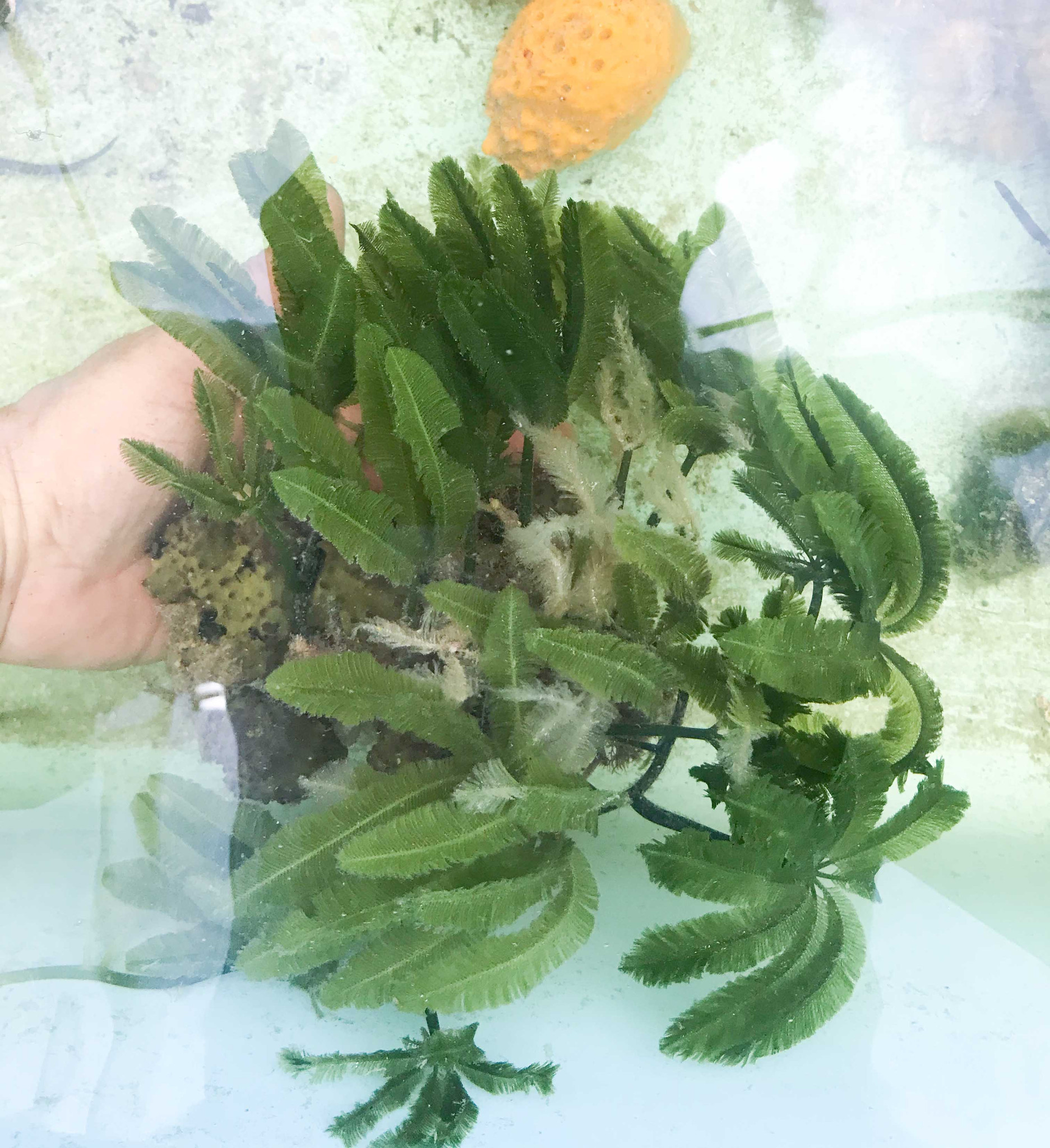 Palm Tree Macro Algae. Saltwater variety.