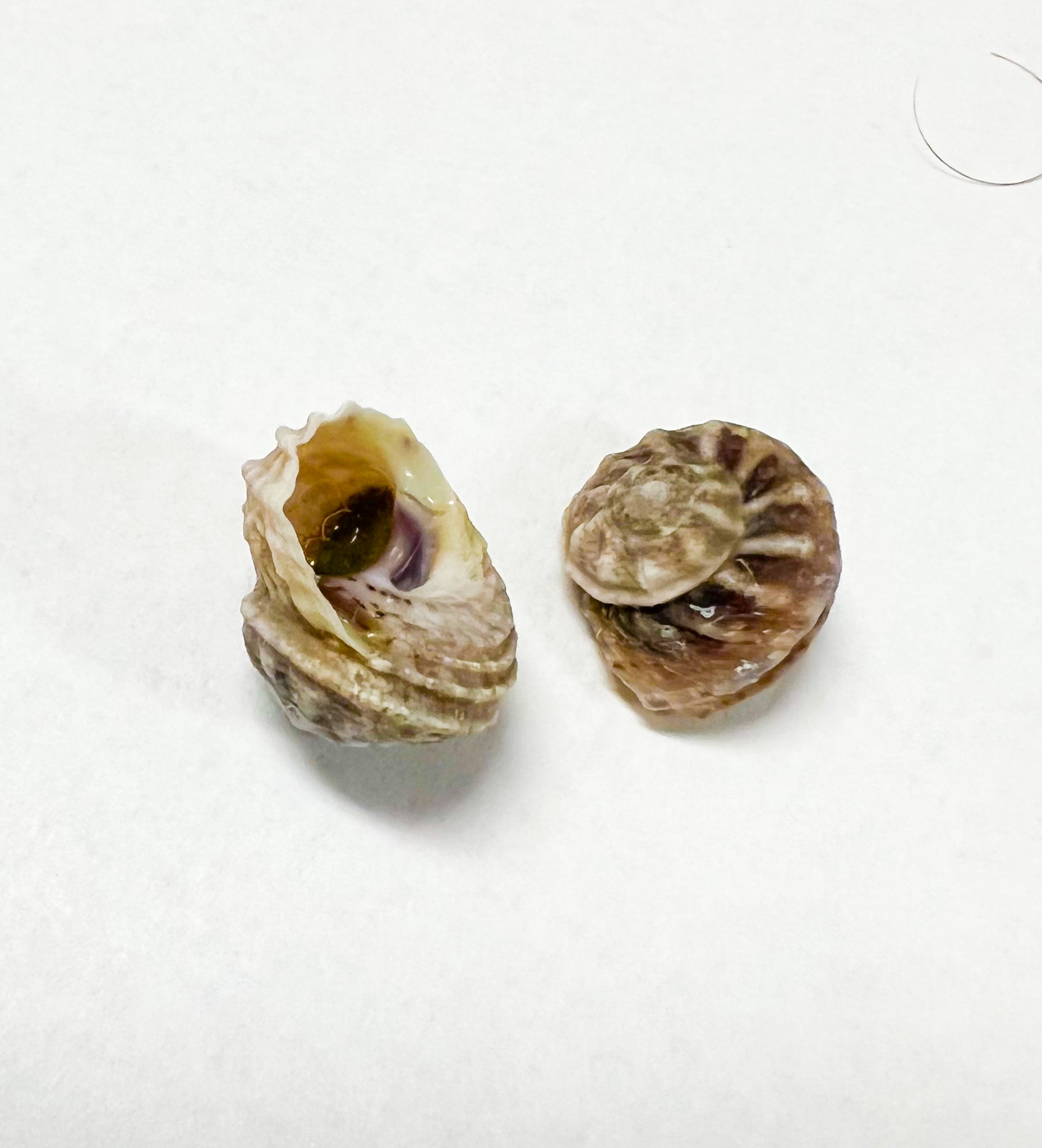Mini Turbo Snails for Sale. Collonista sp. by Rusalty