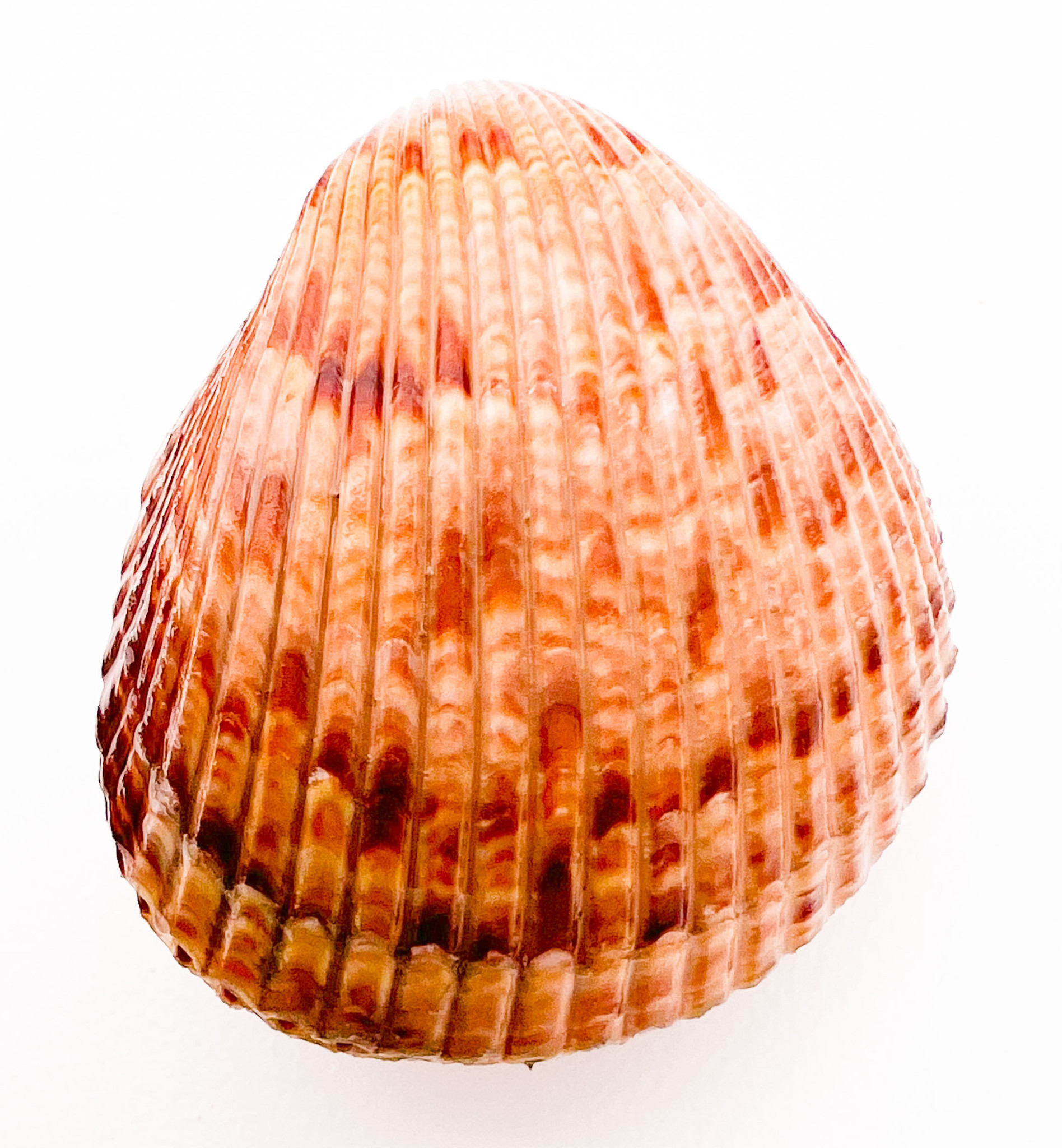 live clam