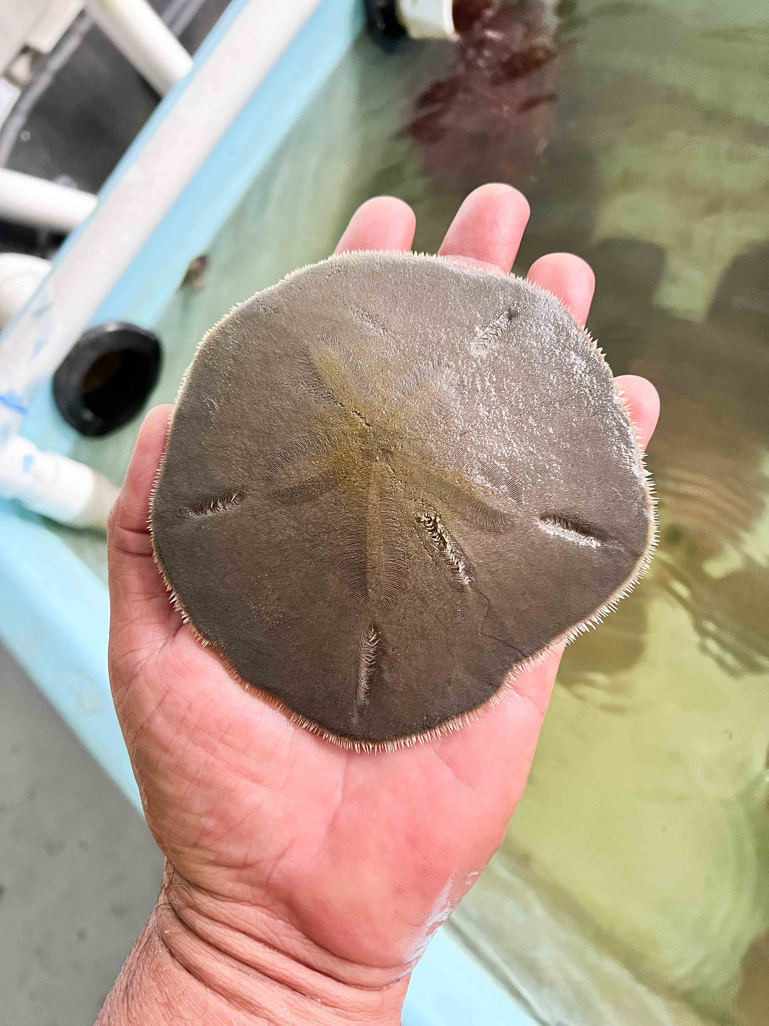 Live Sand Dollars live-sand-dollars