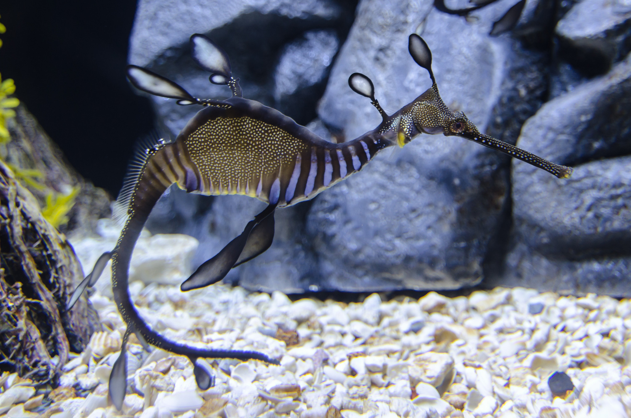 Marine Saltwater Feeder Shrimp Aquarium Fish Food Feeders For Sale