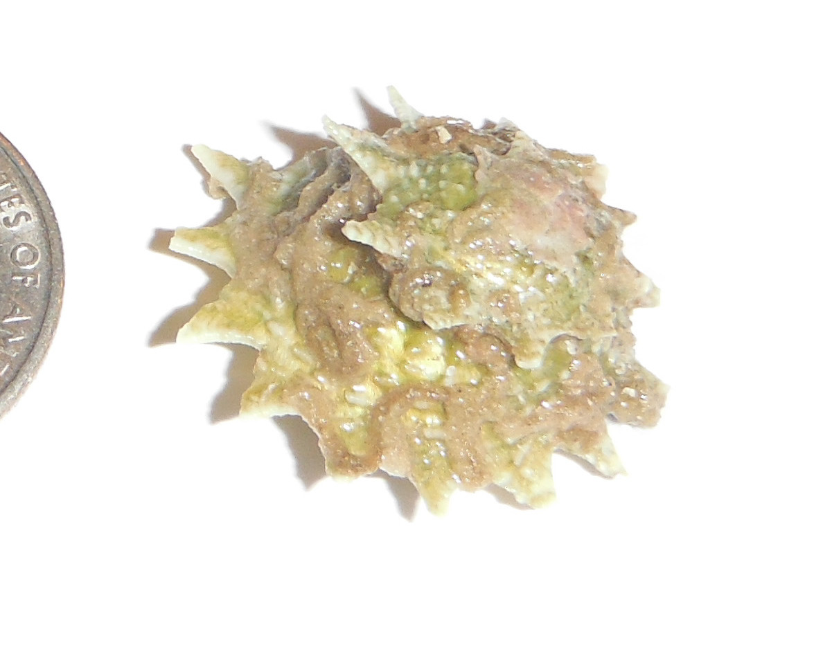 Star Snail for Sale. Ninja Star Turbo Snails. Spiny Turbo Snails