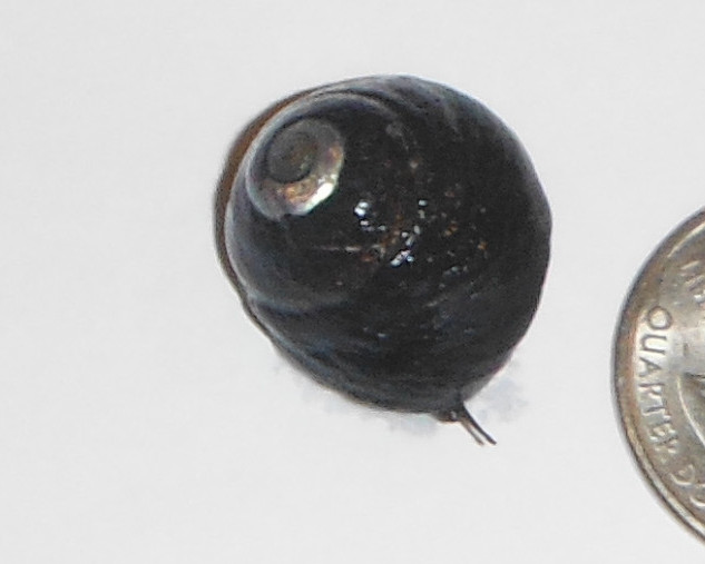 Buy Margarita Snails Saltwater snails Clean up Crew for Sale