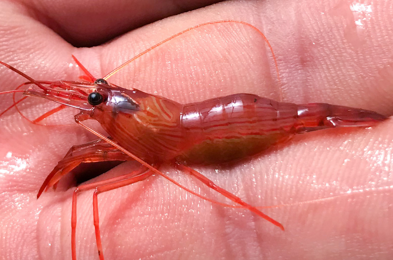 Jumbo Peppermint Shrimp Large Peppermint Shrimp For Sale