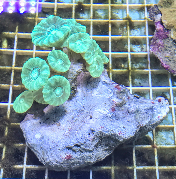 Buy Coral Colonies Candy Cane Coral. Get Live Coral for Sale. Free