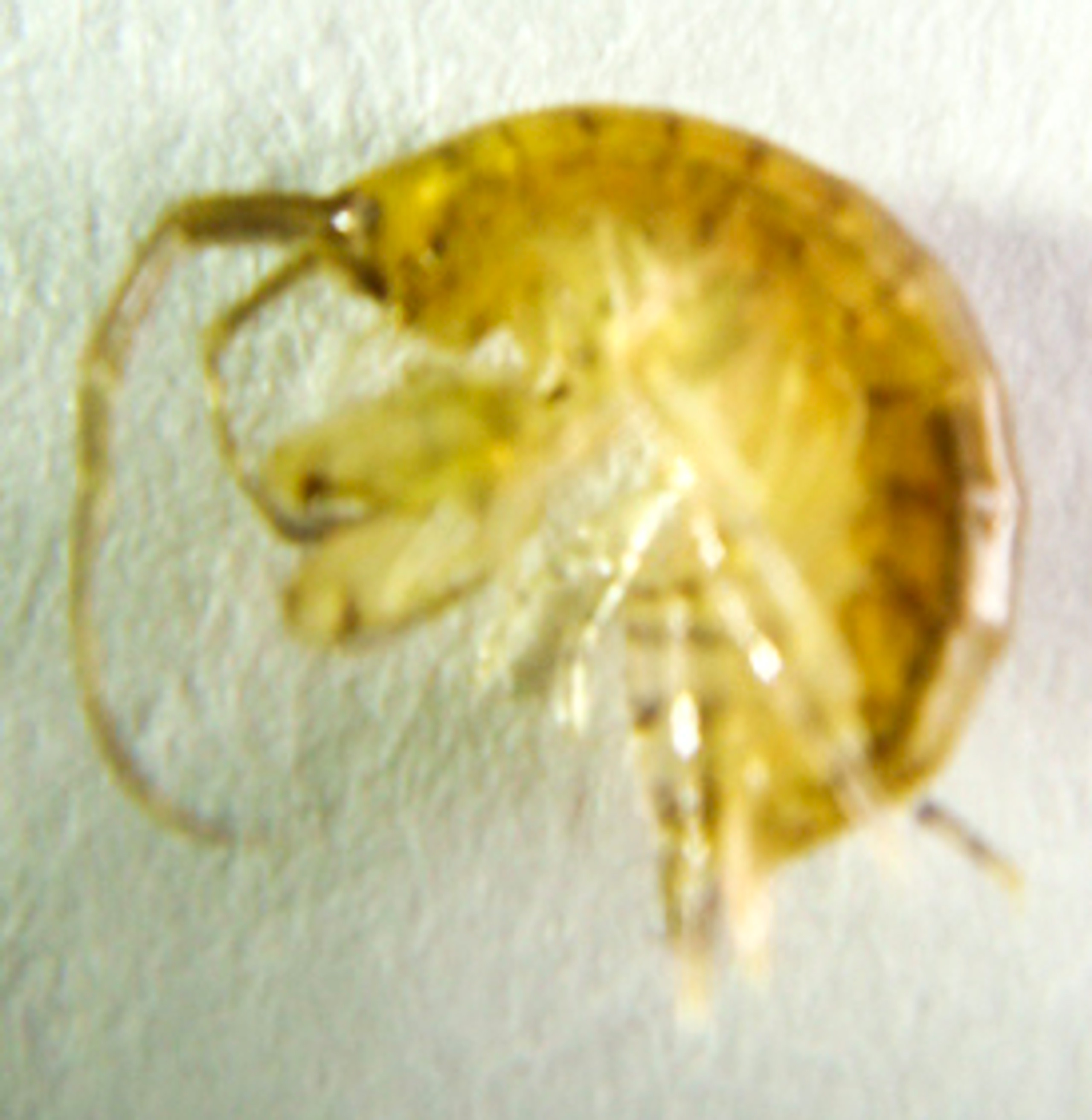 Amphipods and Copepods for Sale.