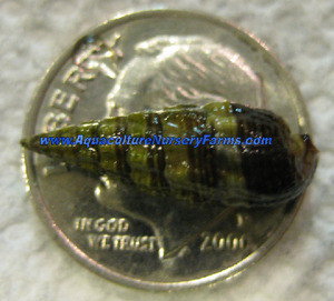 Cerith Snails Cerith Snails for Sale Saltwater Clean up Crew RUSALTY