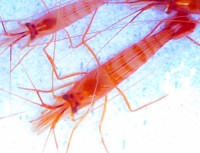 Peppermint shrimp Captive Bred Peppermint Shrimp for Sale