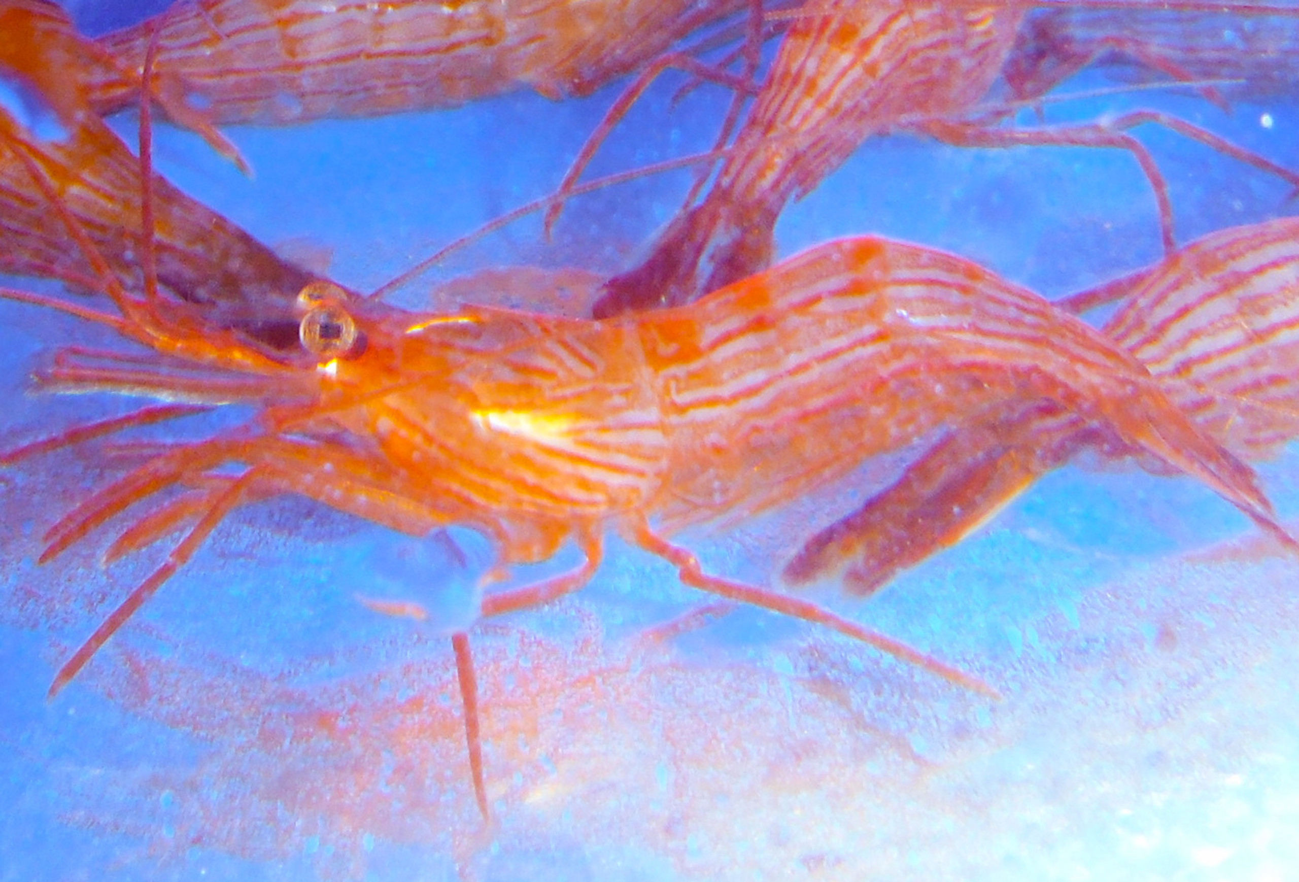 peppermint shrimp for sale