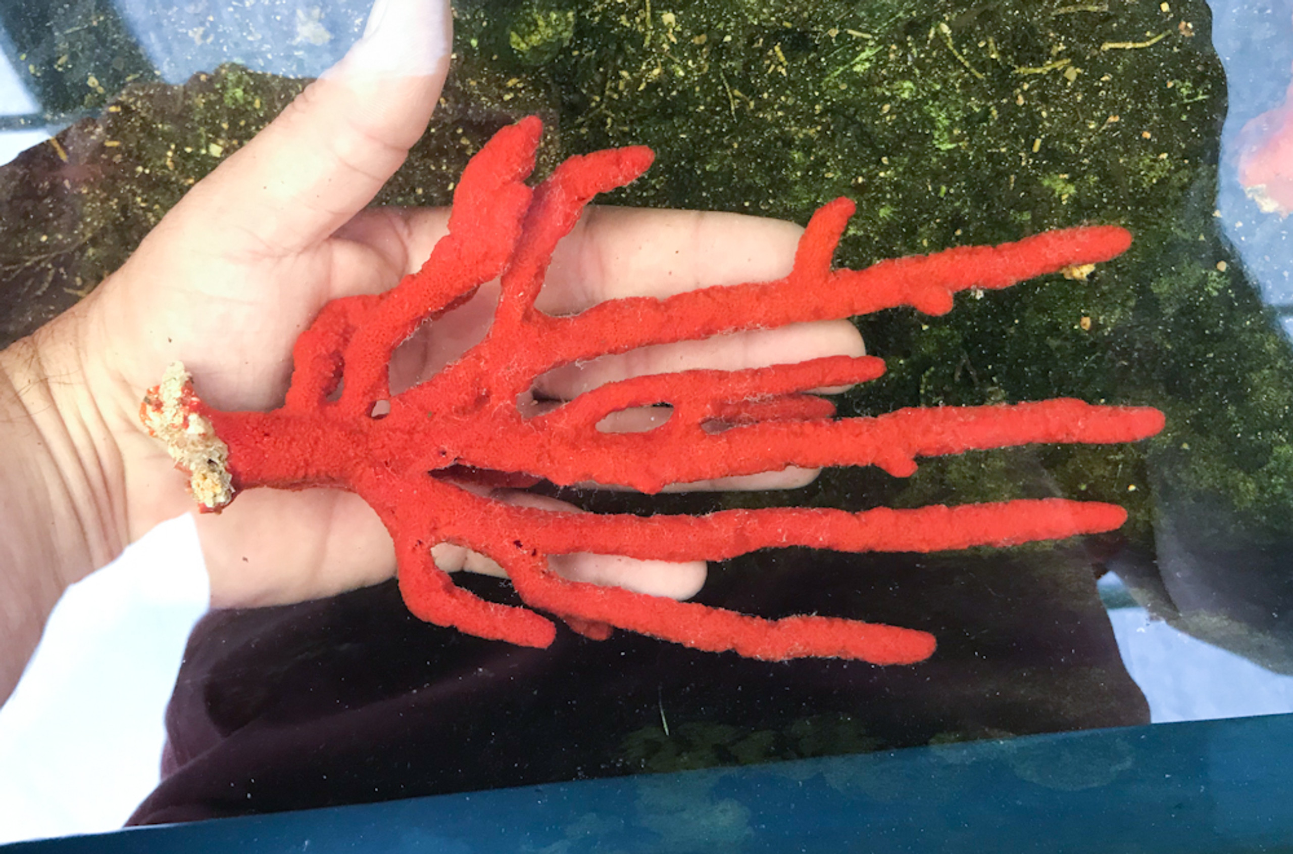 Red Tree Sponge for Sale | Large live sponge specimens