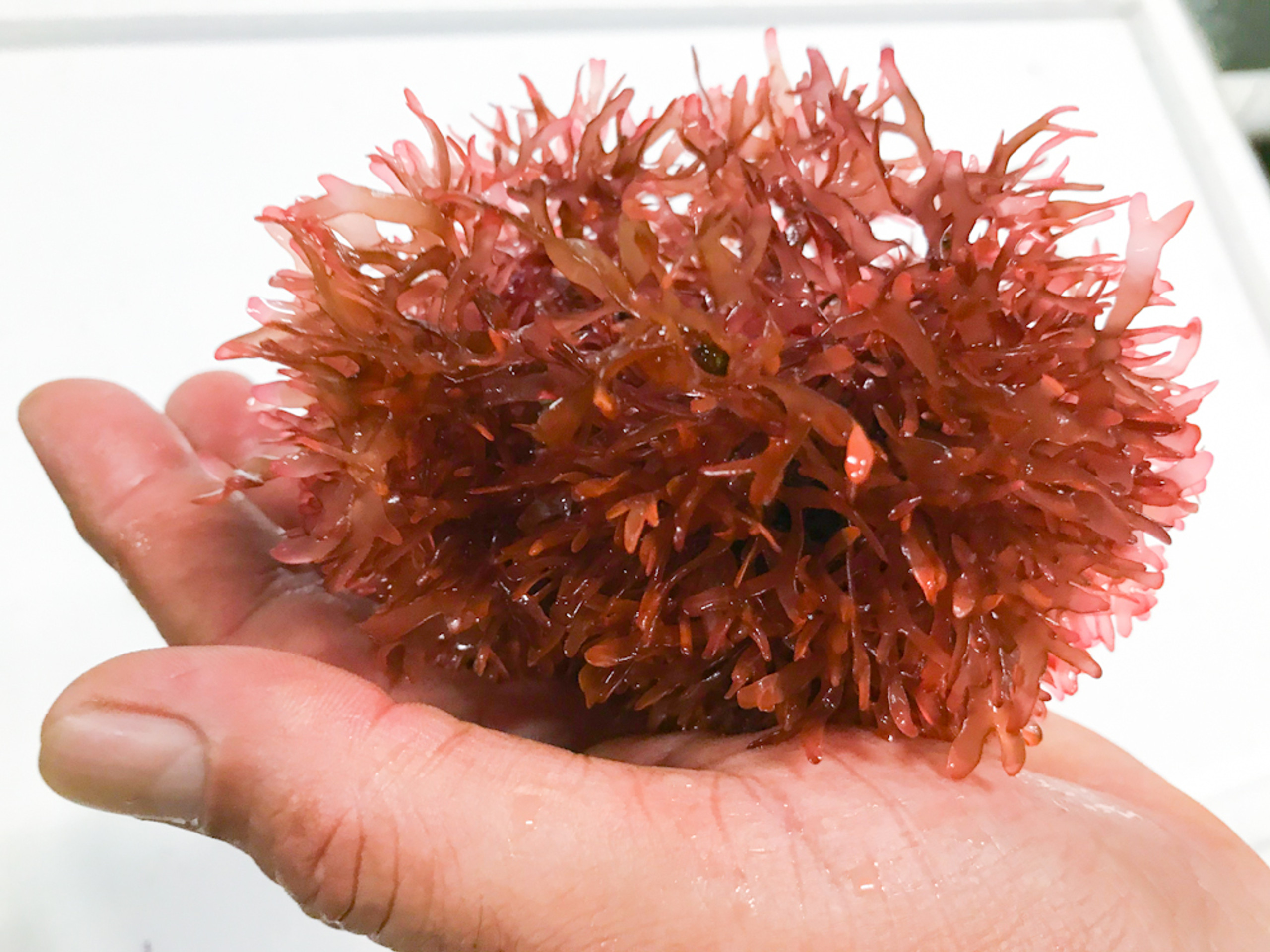 Dragons Tongue for Sale Pom Pom Macro Algae Whole Plant