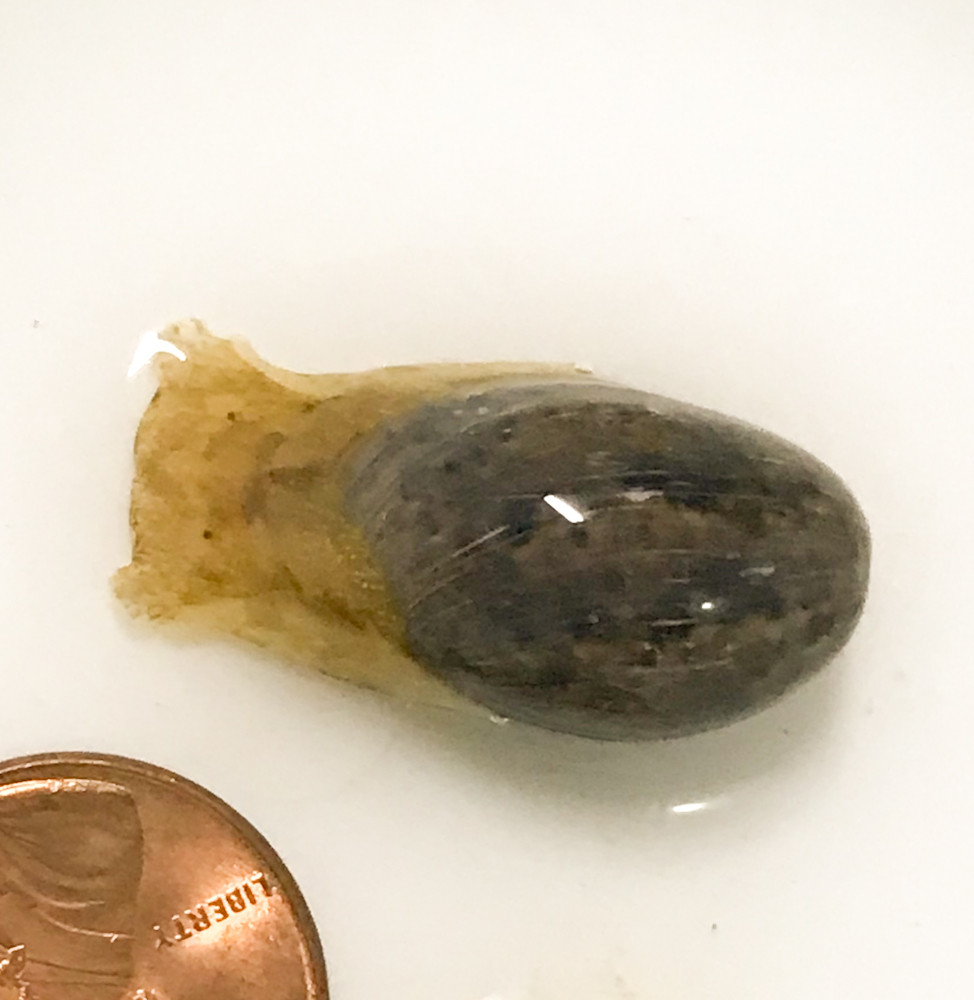 Rare Live Saltwater Snails for Sale.