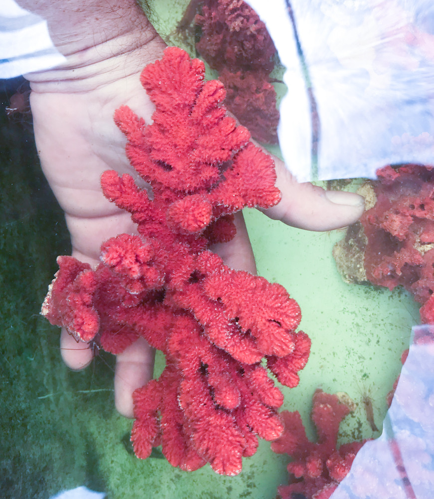 Velvet Red Spike Sea Sponge for Sale. Live Sponges.