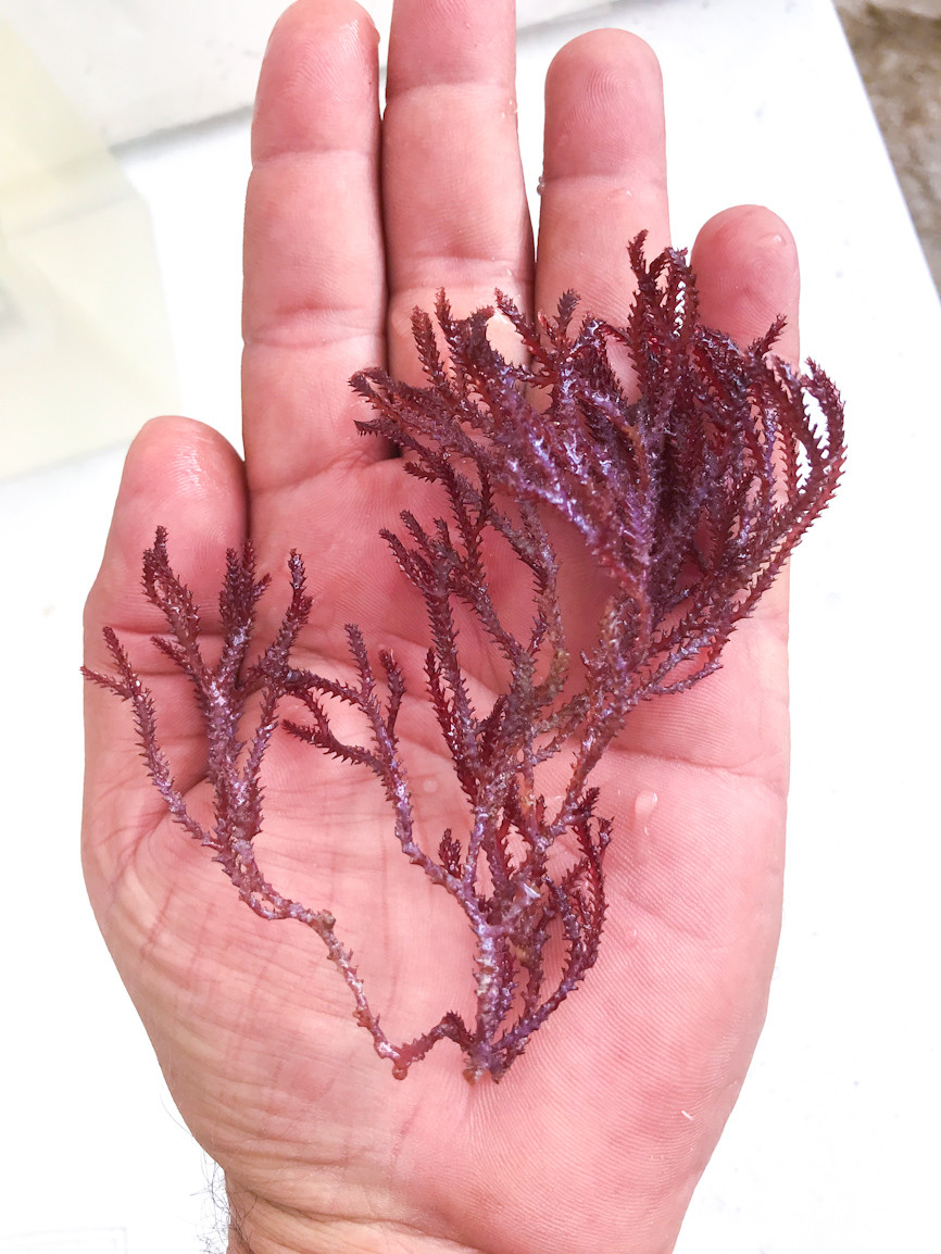 Red Razor Macro Algae. Buy Red Razor Algae.
