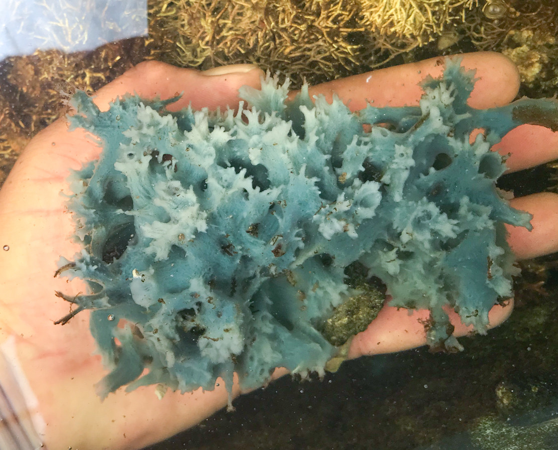 Blue Sea Sponge for Sale. Ultra Blue Specimen Whole Sponge Colony.