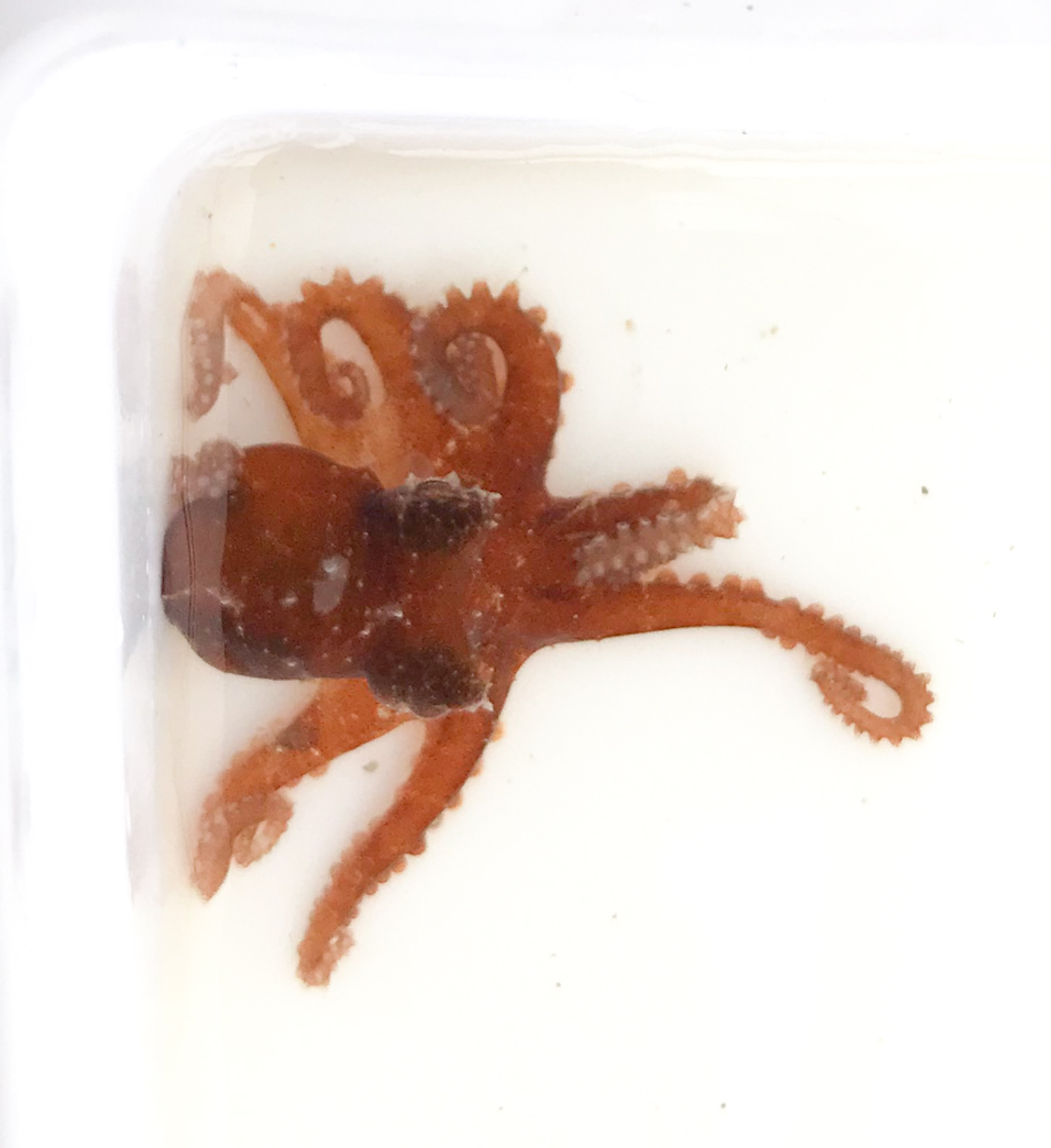 Octopus for Sale. Buy Octopus for Aquarium. Cephalopods for Sale.