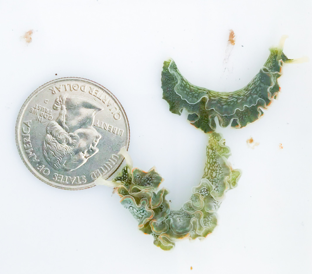 Lettuce Nudibrach for Sale. Get rid of hair algae with Lettuce Sea Slug.