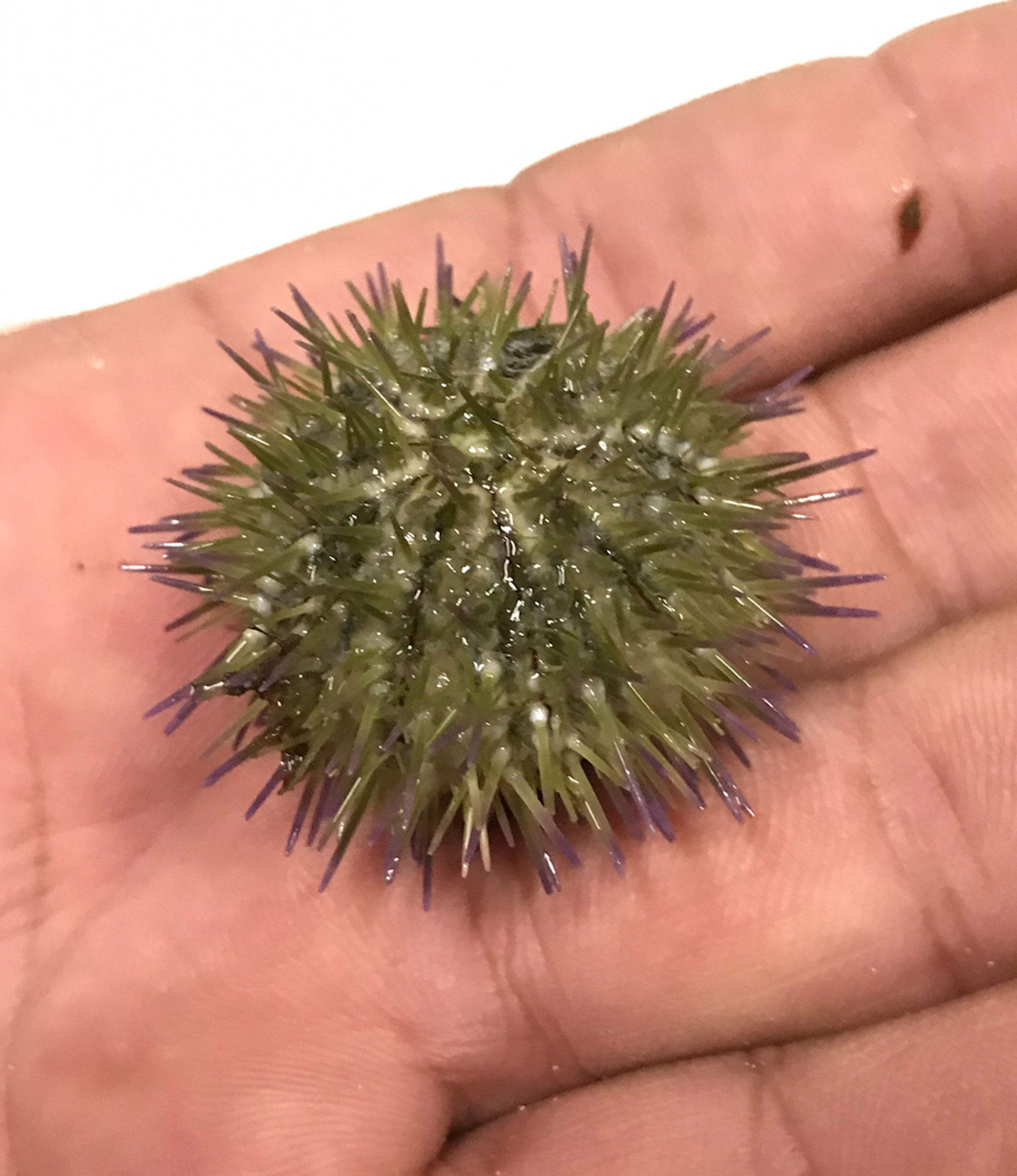 Sea Urchins for Sale. Buy Live Baby Sea Urchins for Aquariums.