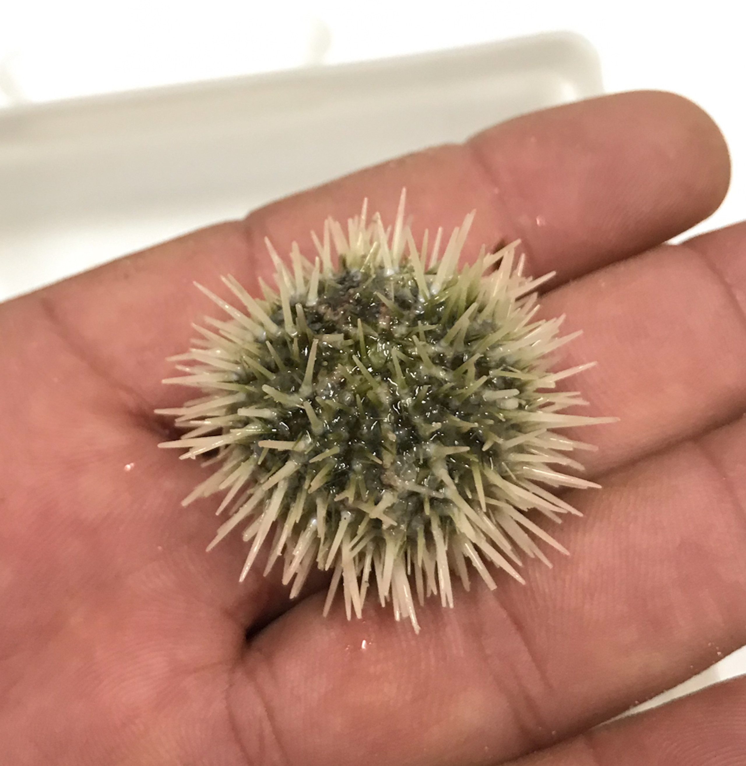 Sea Urchins for Sale. Buy Live Baby Sea Urchins for Aquariums.