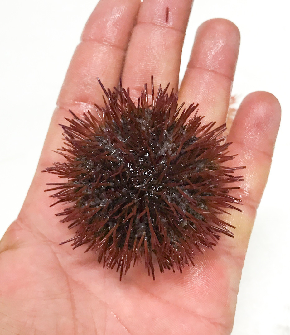 Rose Purple Sea Urchin for Sale. Buy Pincushion Urchin.