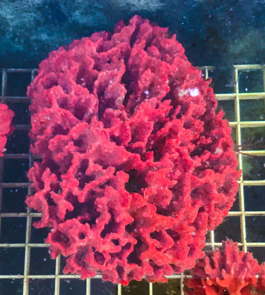 Dragon Fire Red Sea Sponge for Sale.