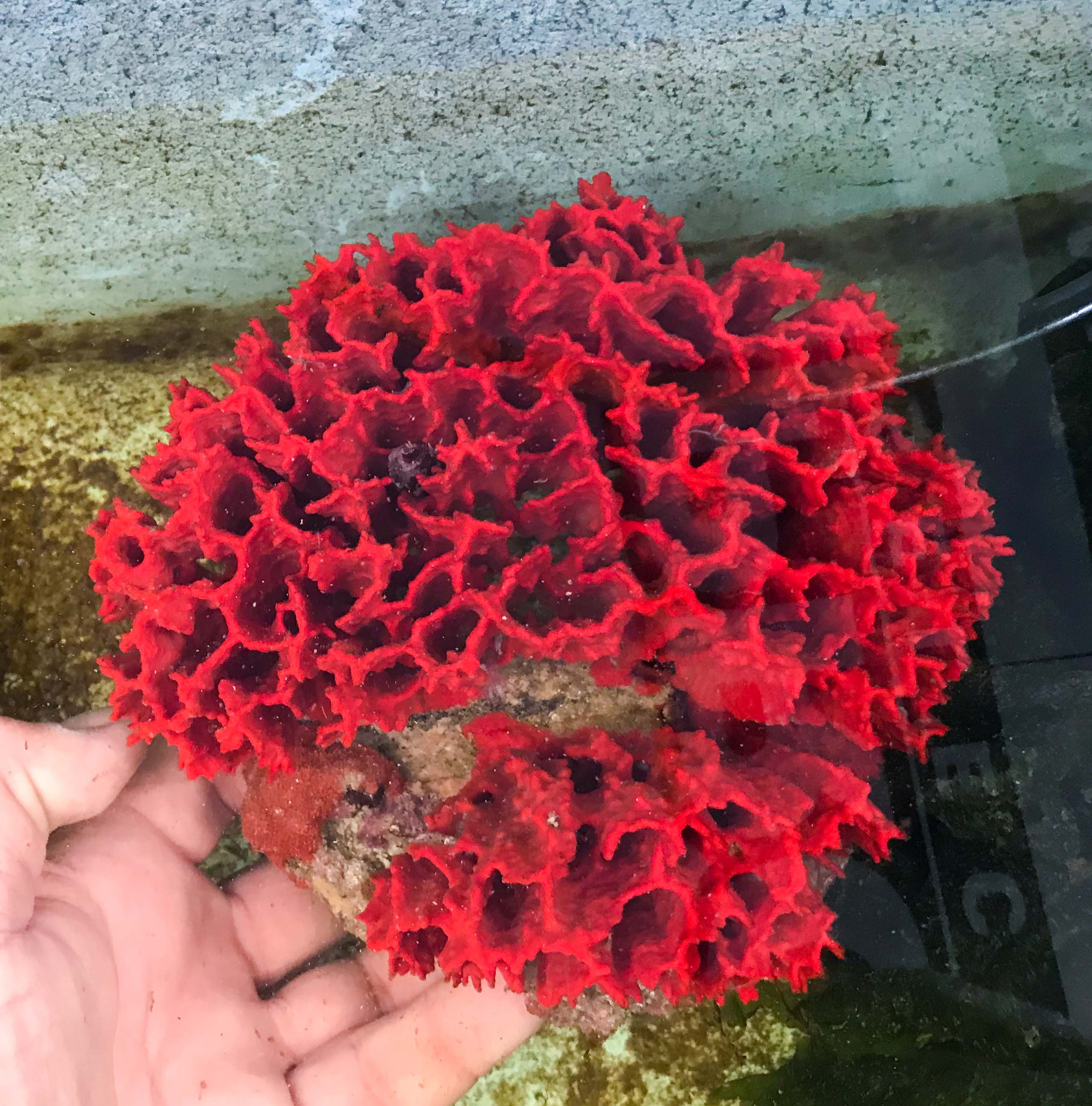 Dragon Fire Red Sea Sponge for Sale.