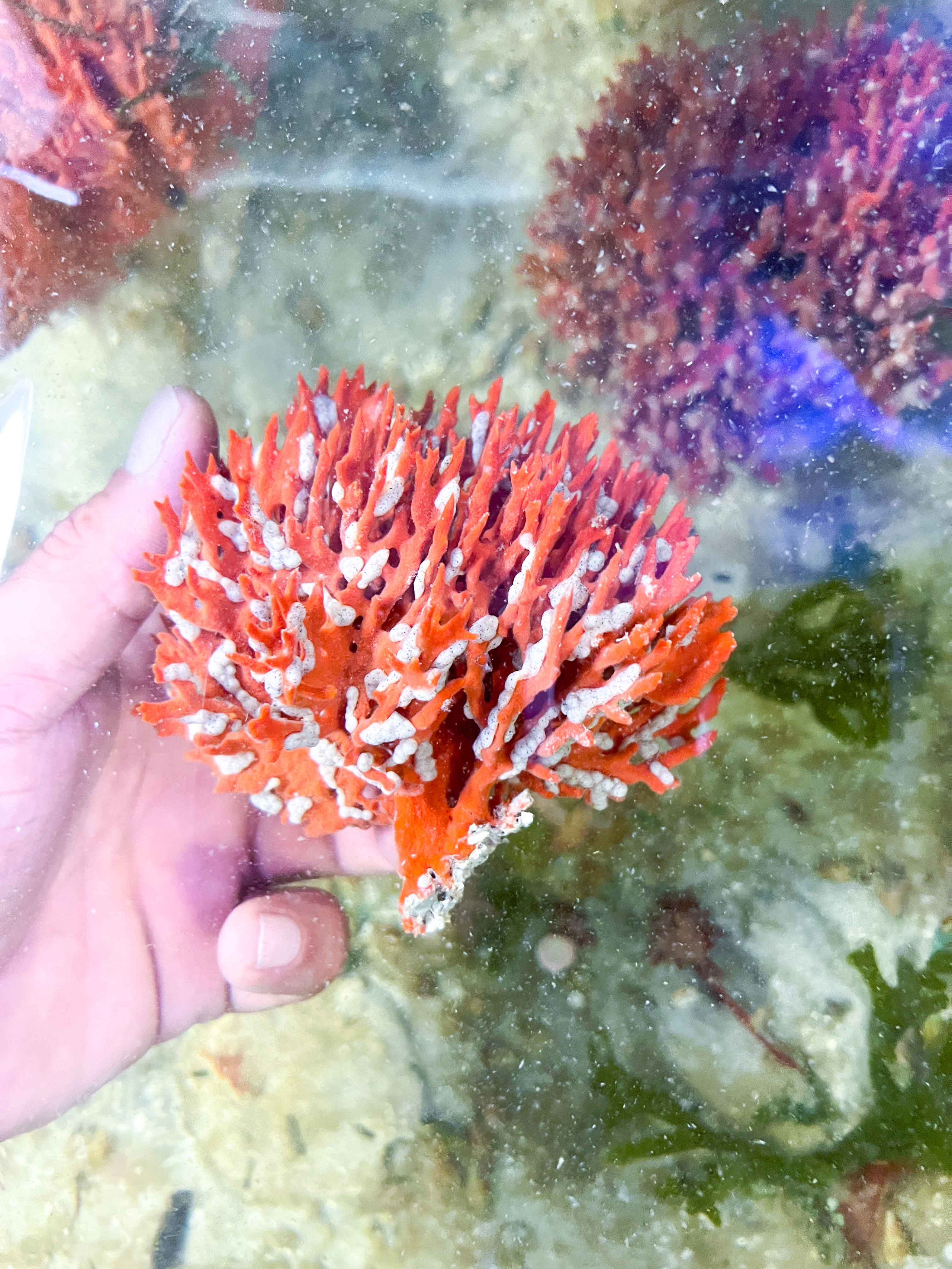 Snowflake Dragon Sponge Live Sponge