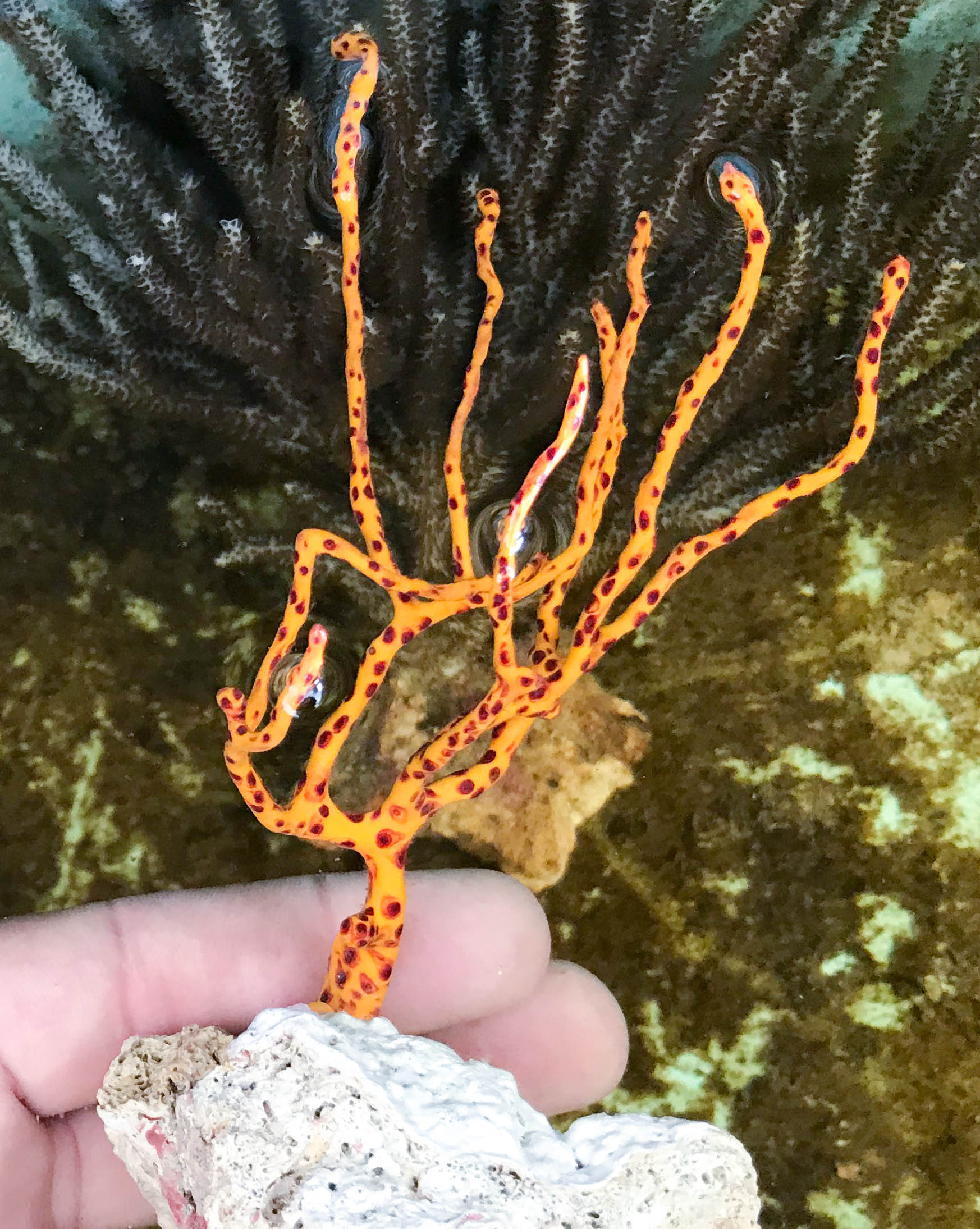 Corky Finger for Sale.