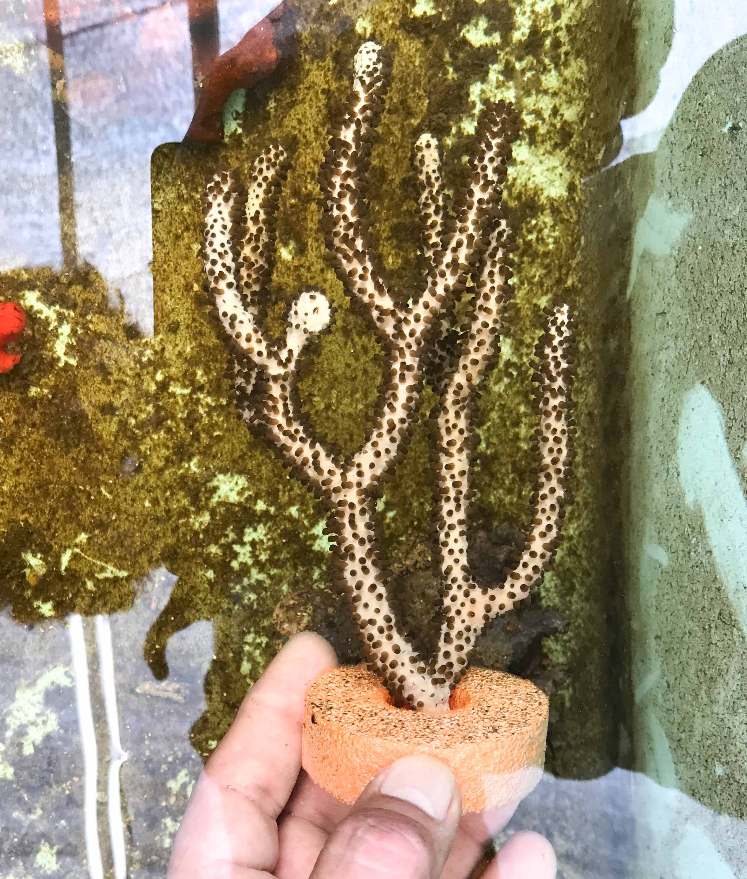 Corky Finger for Sale.