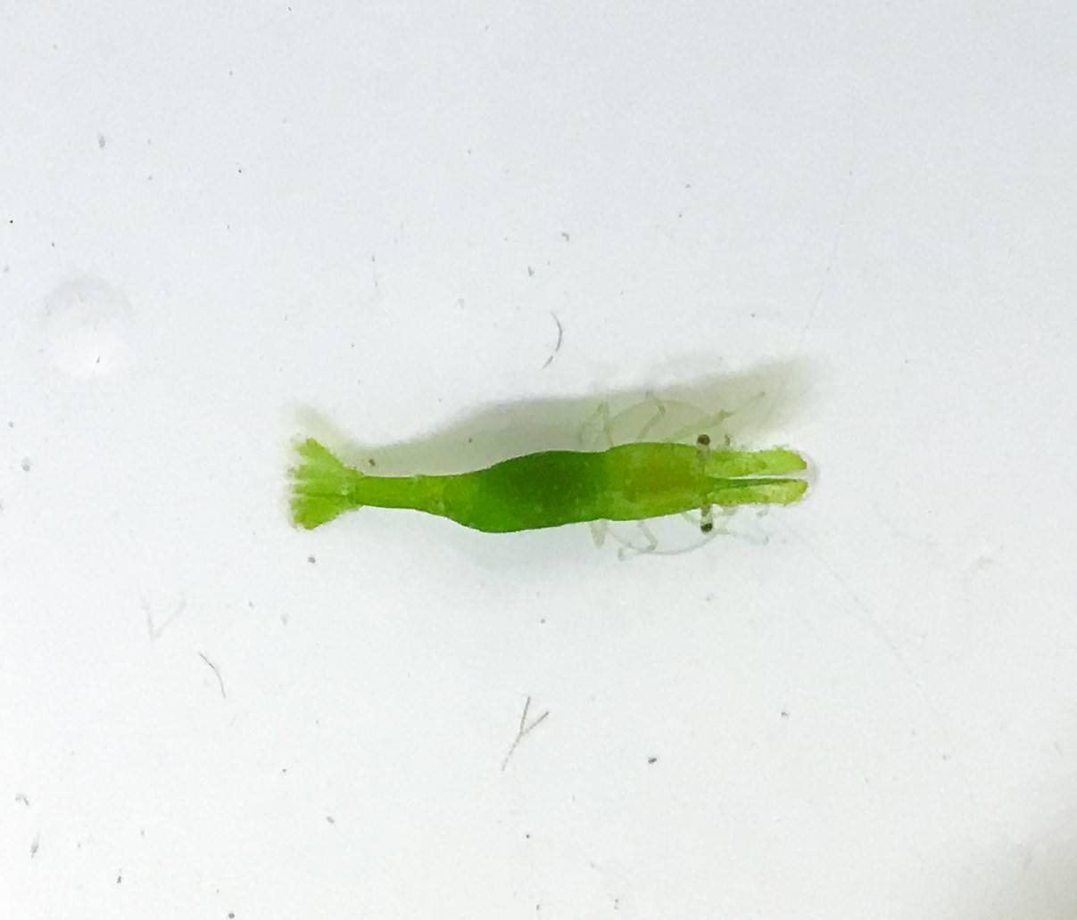 Green Lantern Shrimp. Live cleaner shrimp for sale by RUSALTY.