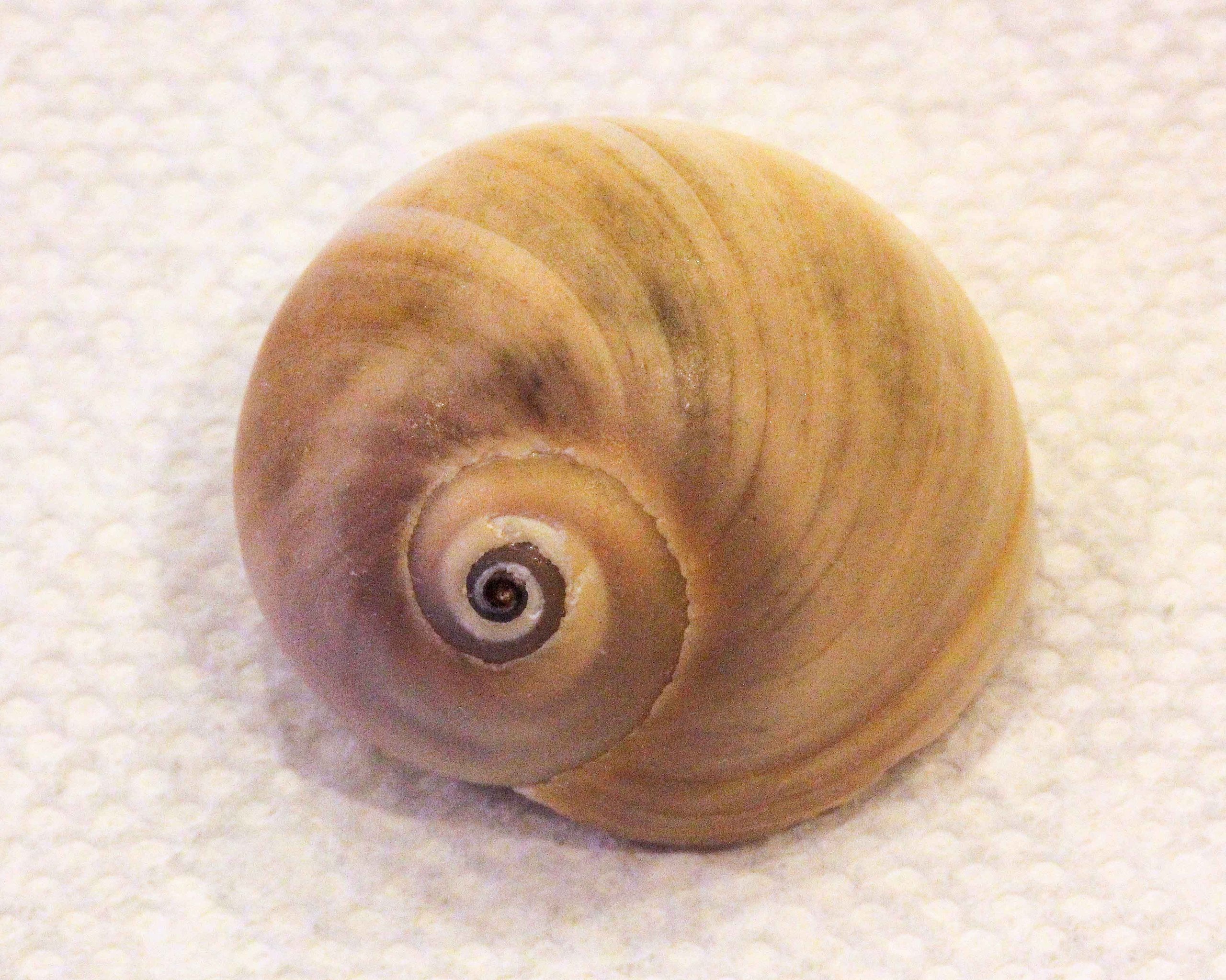 Moon Snails for Sale for saltwater aquariums.