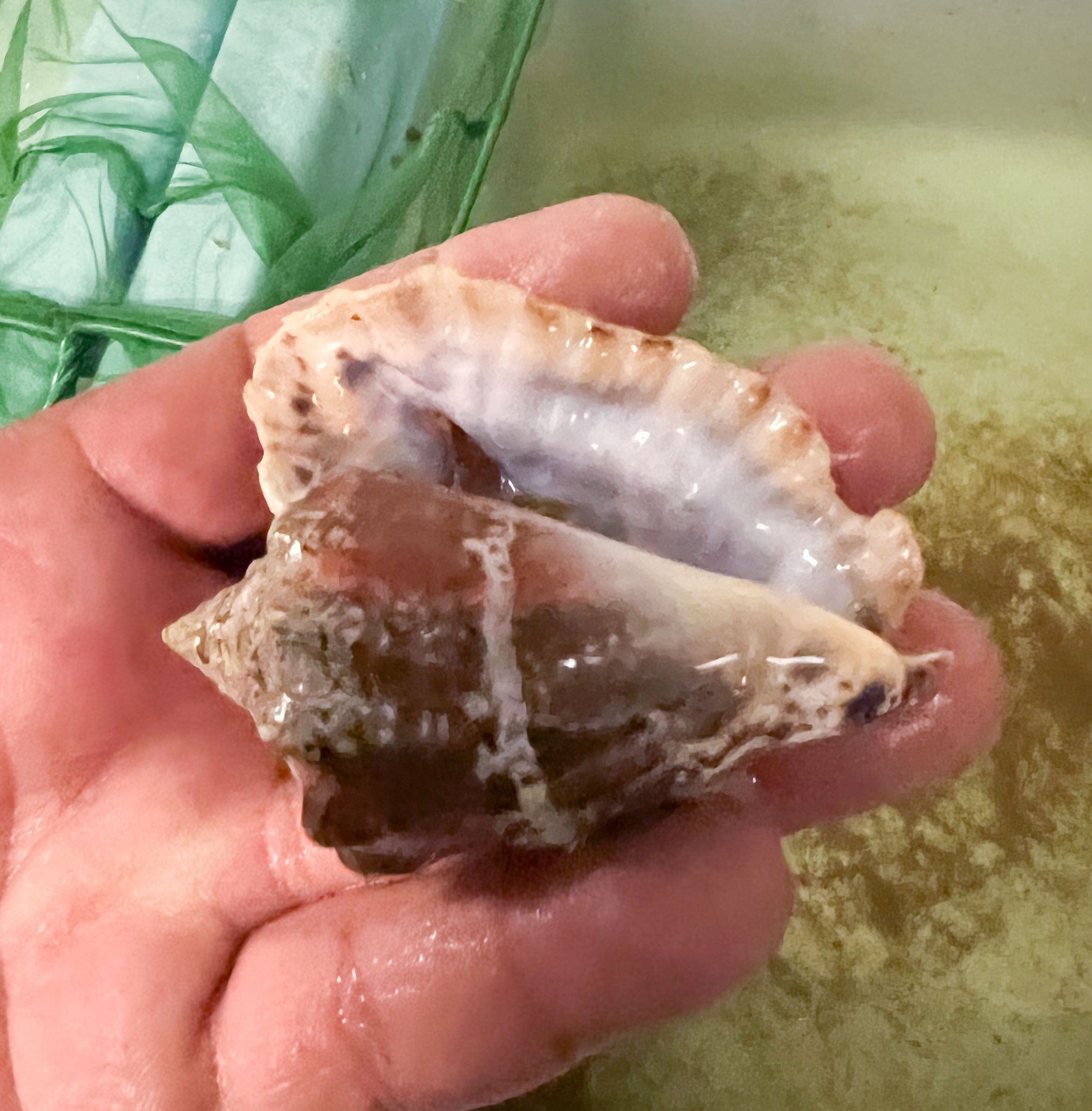 Buy Hawkwing Snails for Sale for Reef Tanks.