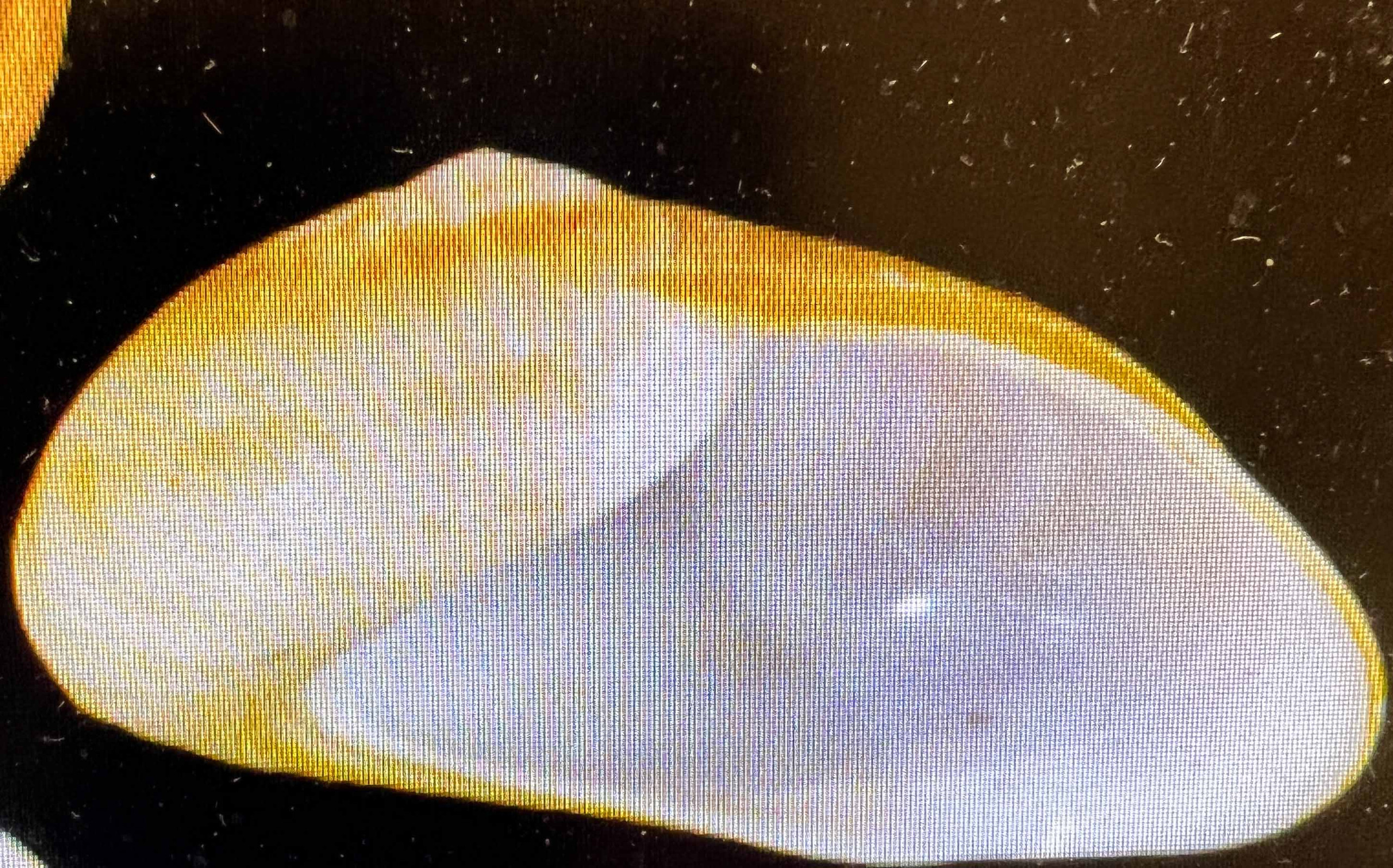 Rare Live Saltwater Snails for Sale.