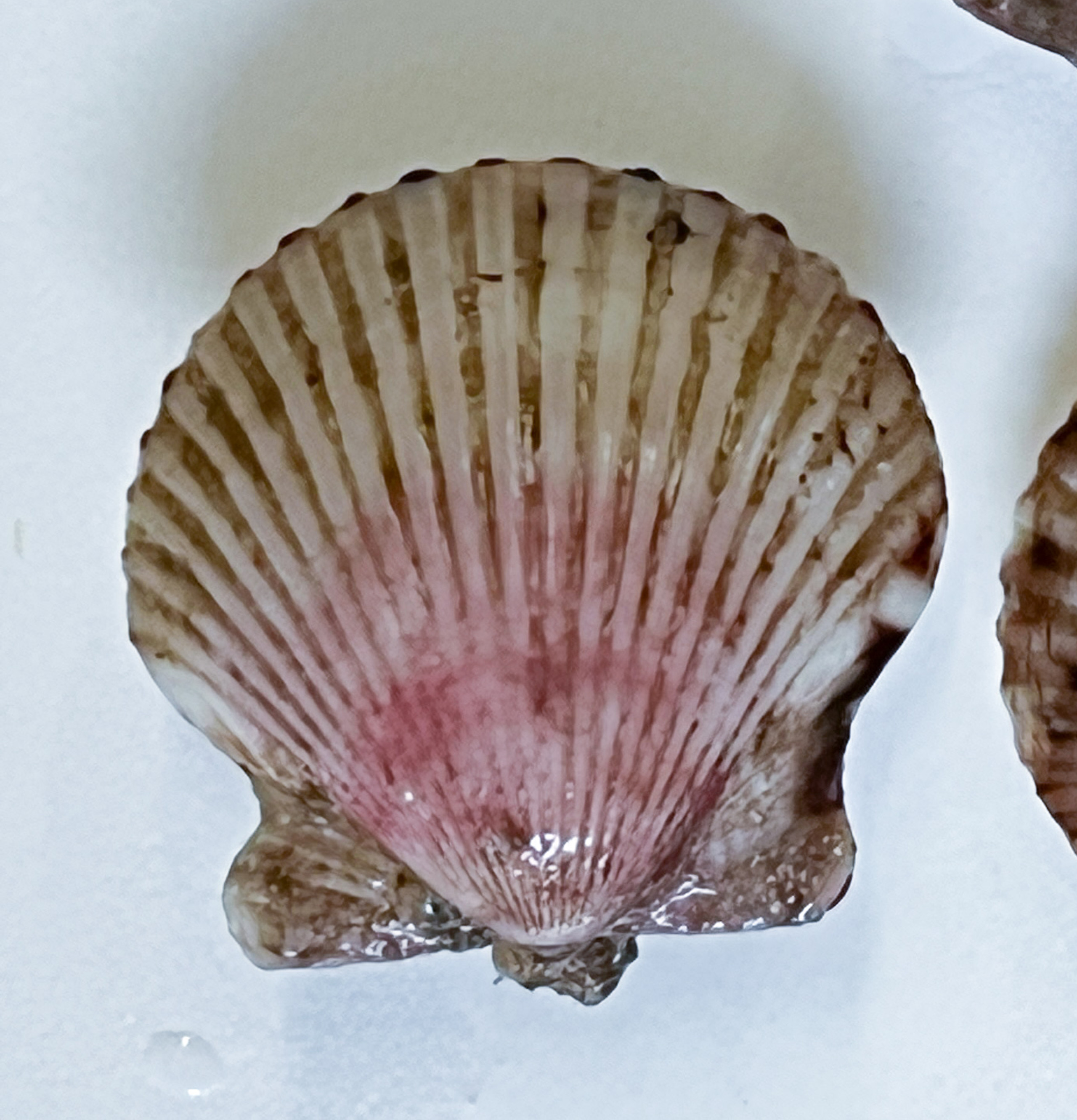 Live Scallops Calico Scallops for Sale.
