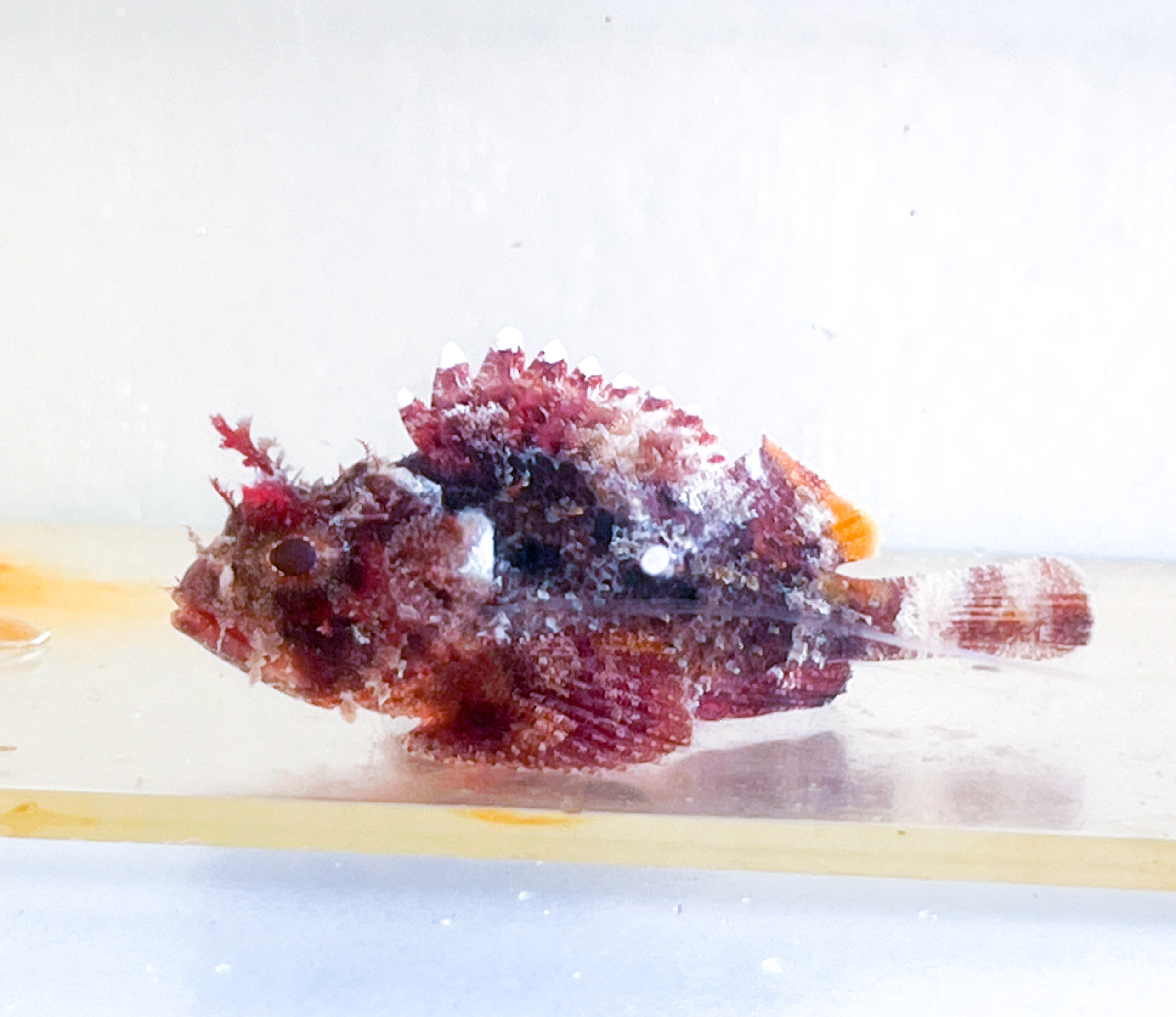 Scorpion Fish for sale.